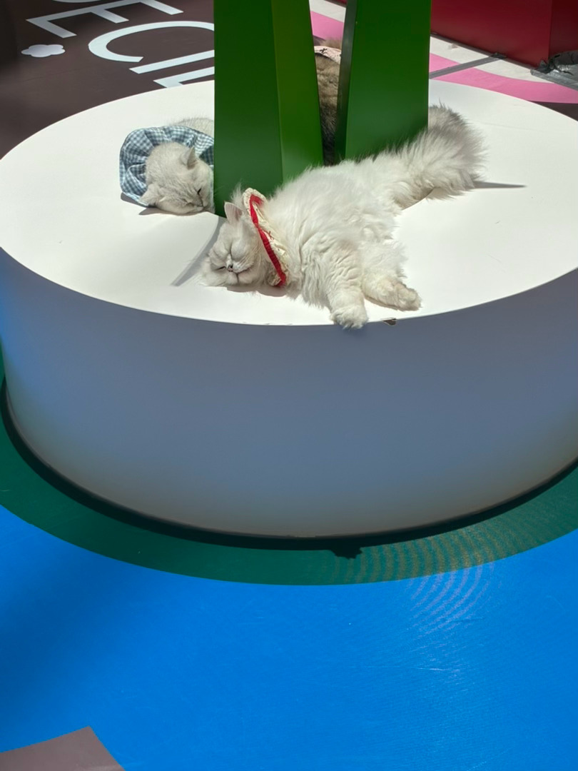 猫猫都好乖啊 