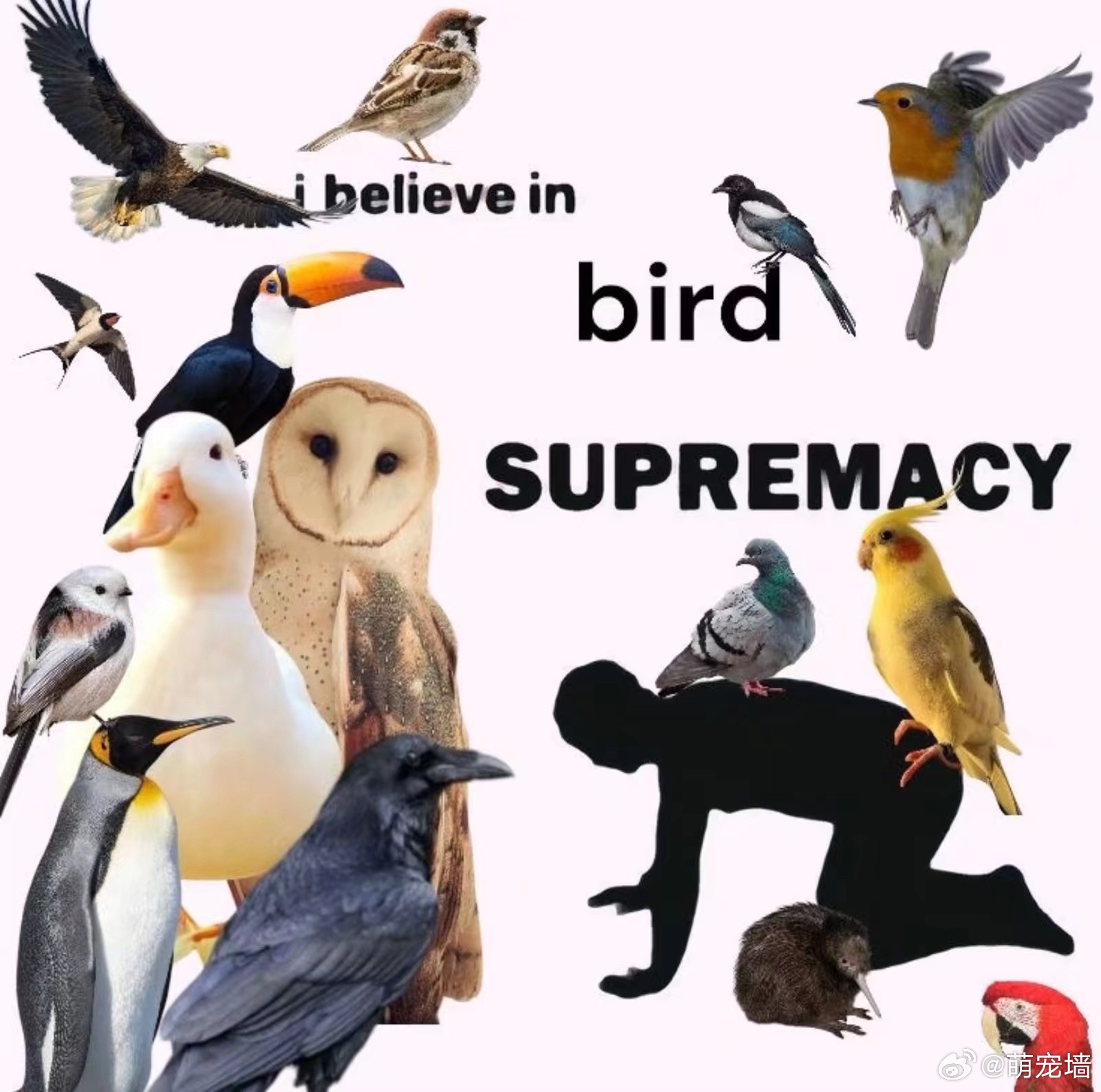 朋友们，今天是国际爱鸟日!让我们对这些长有羽毛会飞的不会飞的小生灵们庆贺吧！ 