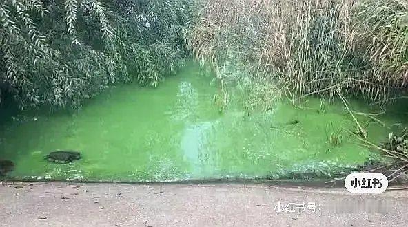 成毅两京十五日这水池看的人头皮发麻成毅演戏敬业这块没的说 ​​​