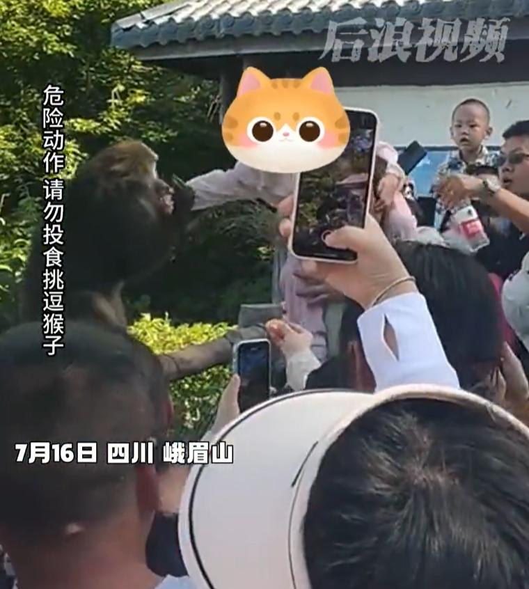 【】7月16日，四川峨眉山。一小女孩骑在爸爸脖子上，遭遇猴子疯狂撕拽抢夺手里食物