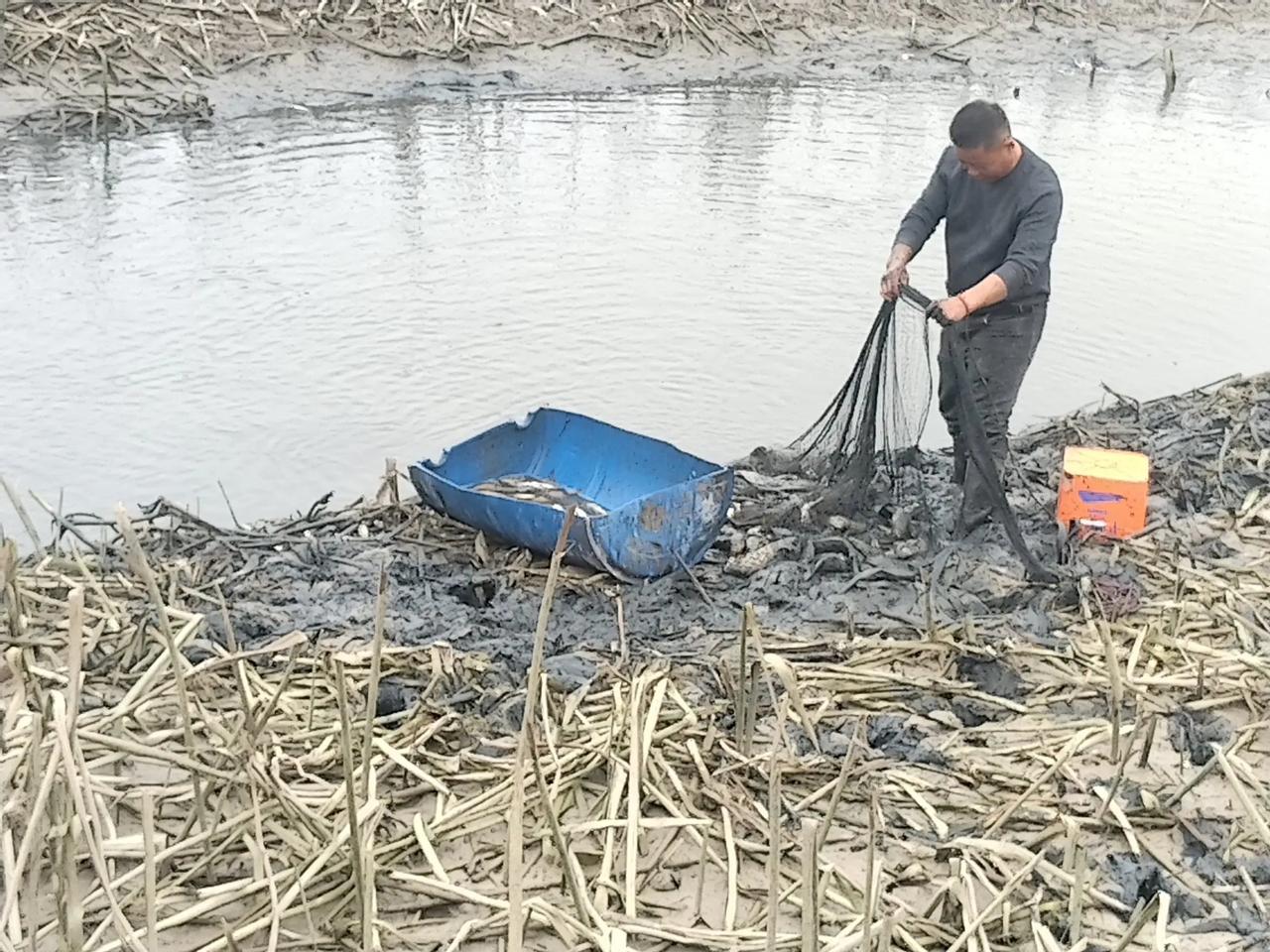 渔舟唱晚

荷塘水落见鱼影
​渔舟唱晚拎鱼归
​狗狗门前来接迎
​与我亲近情谊深