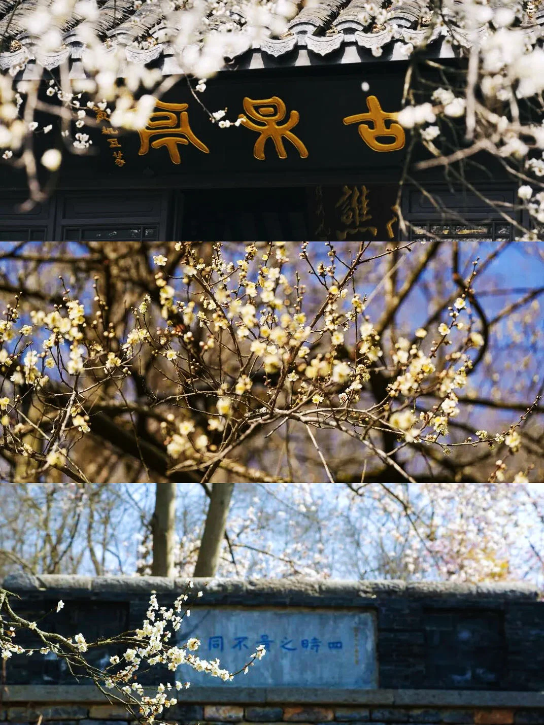 这里！古梅原来与欧阳修有关