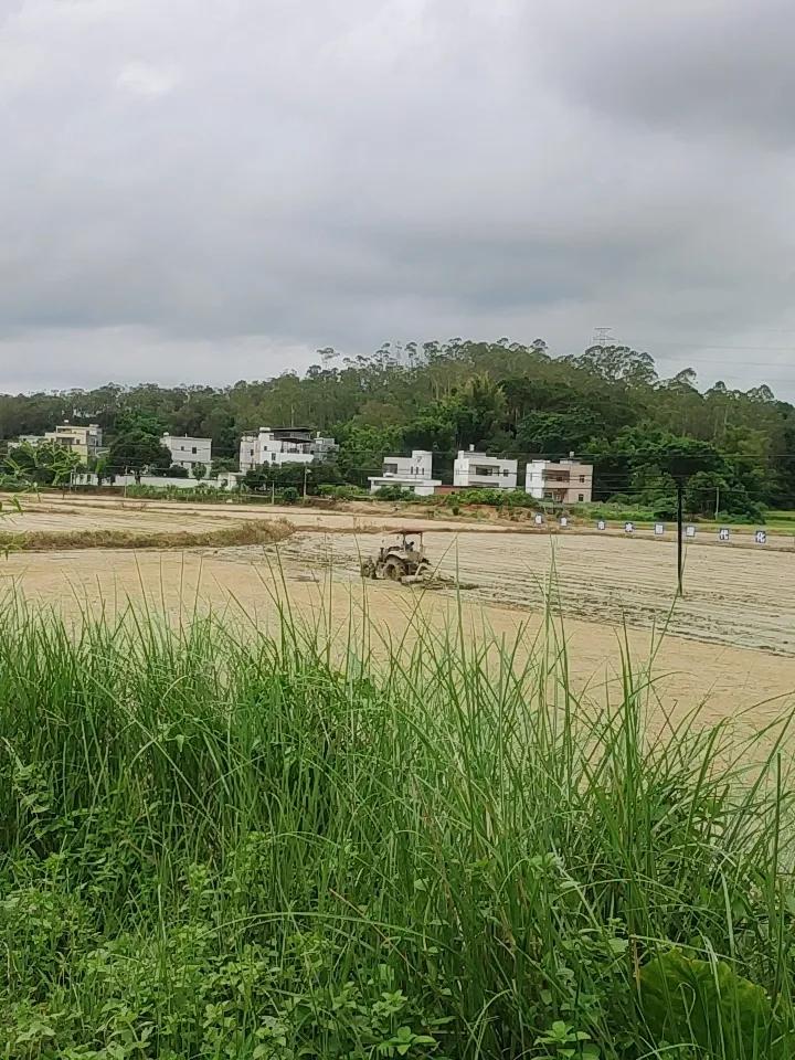 我家乡的田野，那是一幅绝美的画卷。春天，田野里油菜花盛开，一片金黄灿烂，微风拂过