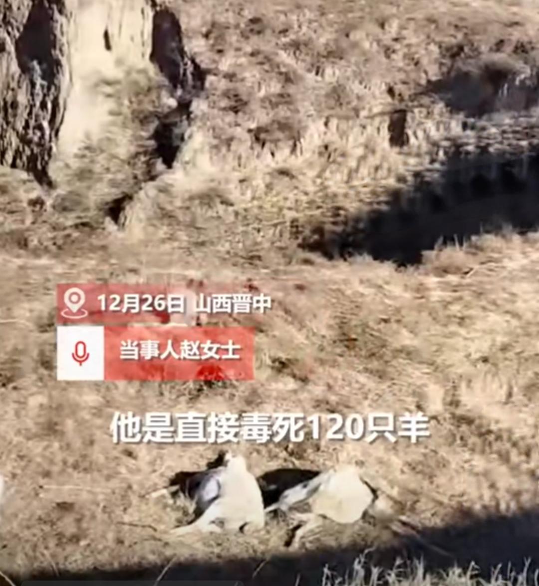 山西一养殖户的120只羊被村民毒死，凶手竟是父亲好友，之前还假装来安慰。
 
山