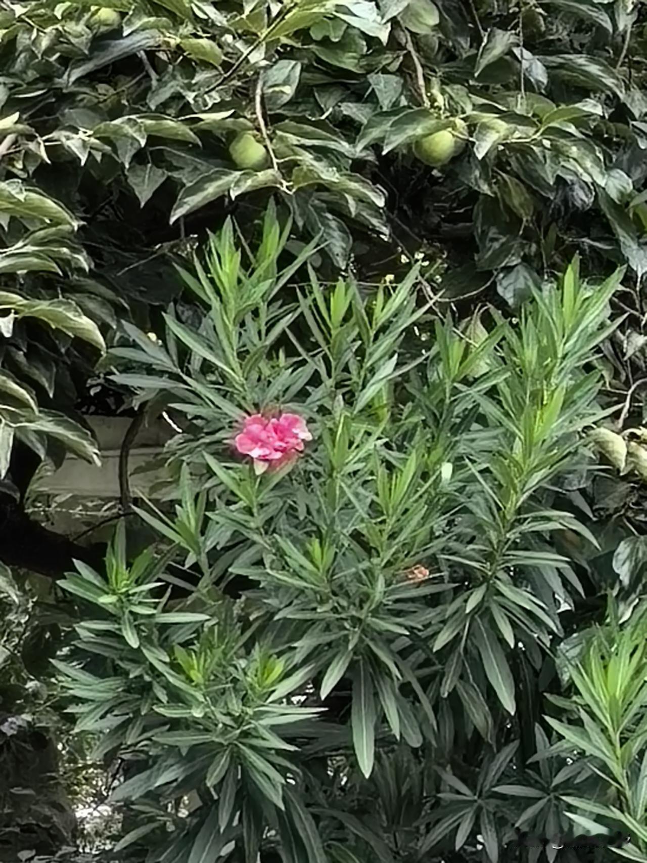 一树繁花，是季节最走心的独白。枝叶葱茏间，粉红花朵肆意盛开，仿佛将时间的故事都揉