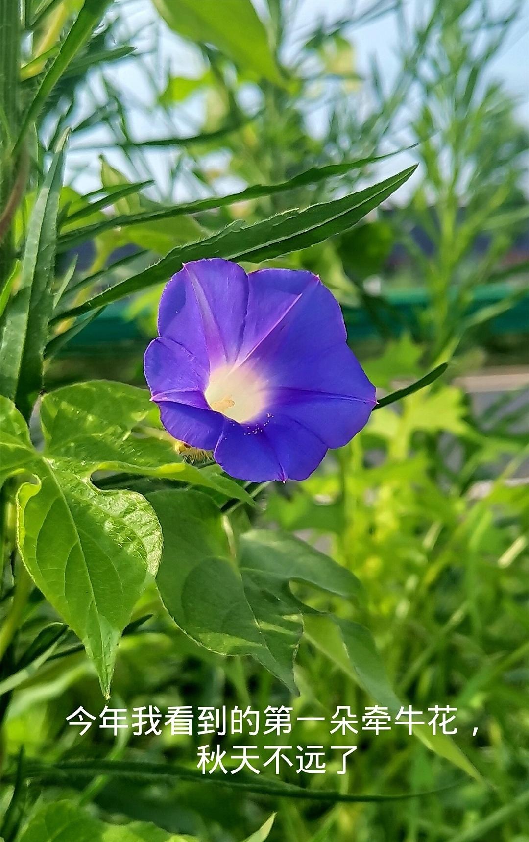 酷夏初盛，蓝紫色牵牛率先开花。
    它在晨光里舒展喇叭，迎着朝曦绽放，日高便
