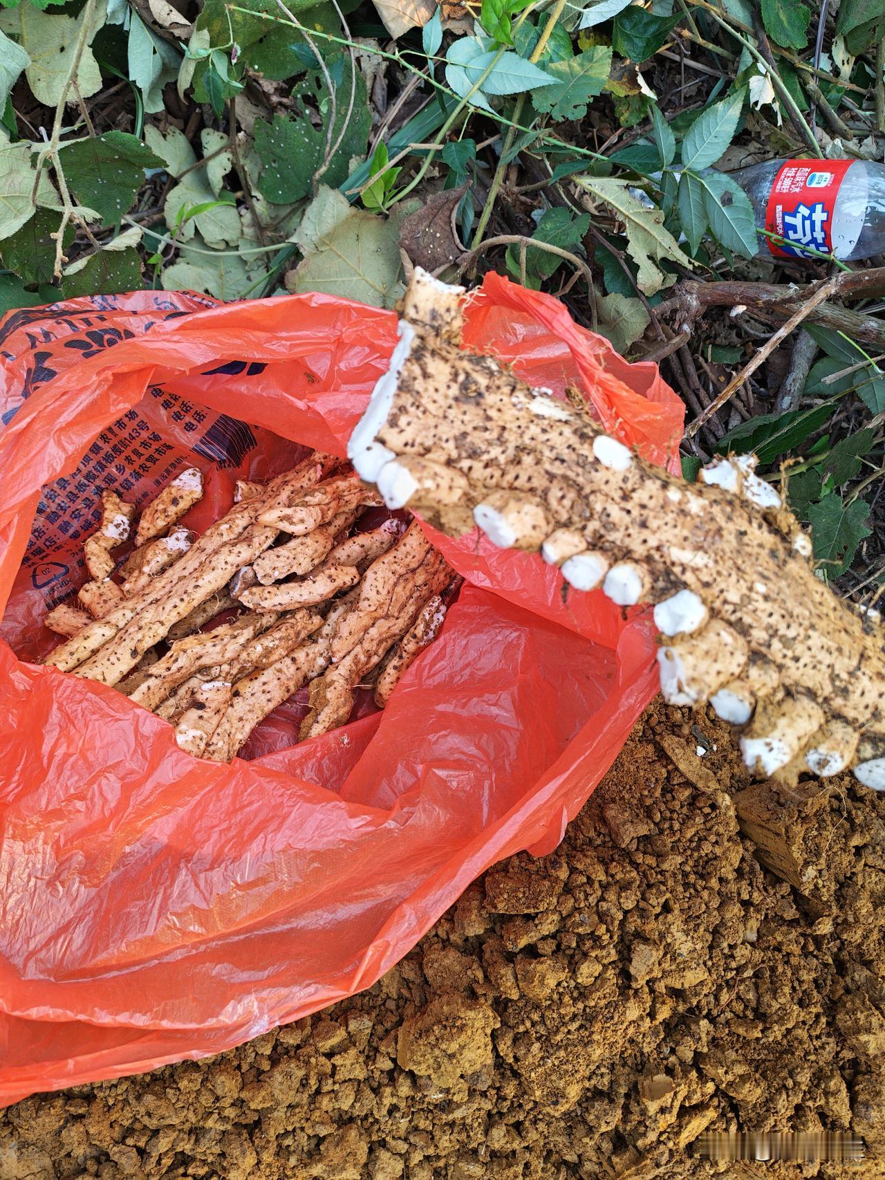 冬日生活打卡季野生的山药，35块钱一斤。有钱都买不到