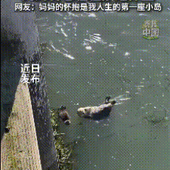 海獭宝宝仰躺在水面上，海獭妈妈游了过去，在水面翻滚着身躯，寻觅到最合适的位置后，