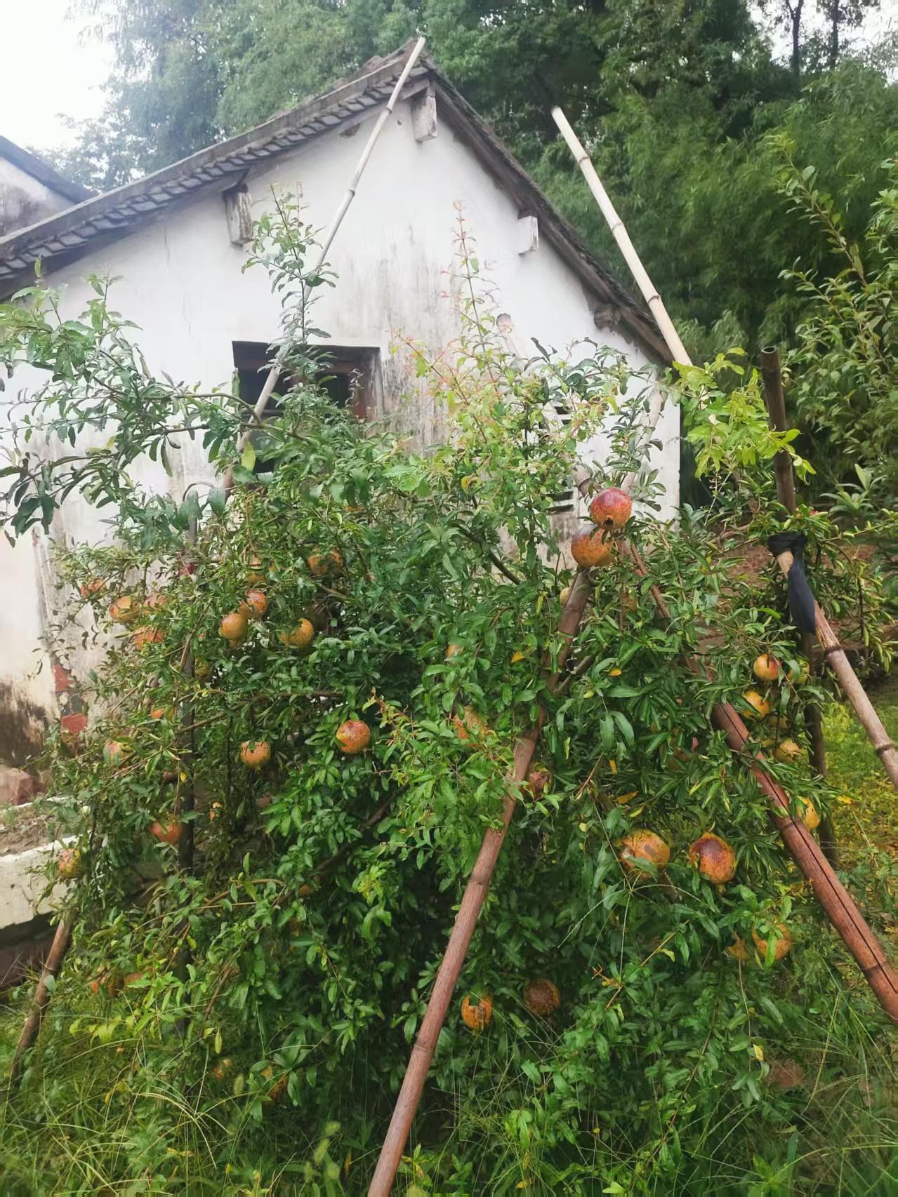 江南农村的中秋这几天，舒服极了。农家丰收的季节 八月十五的乡村 江南秋收