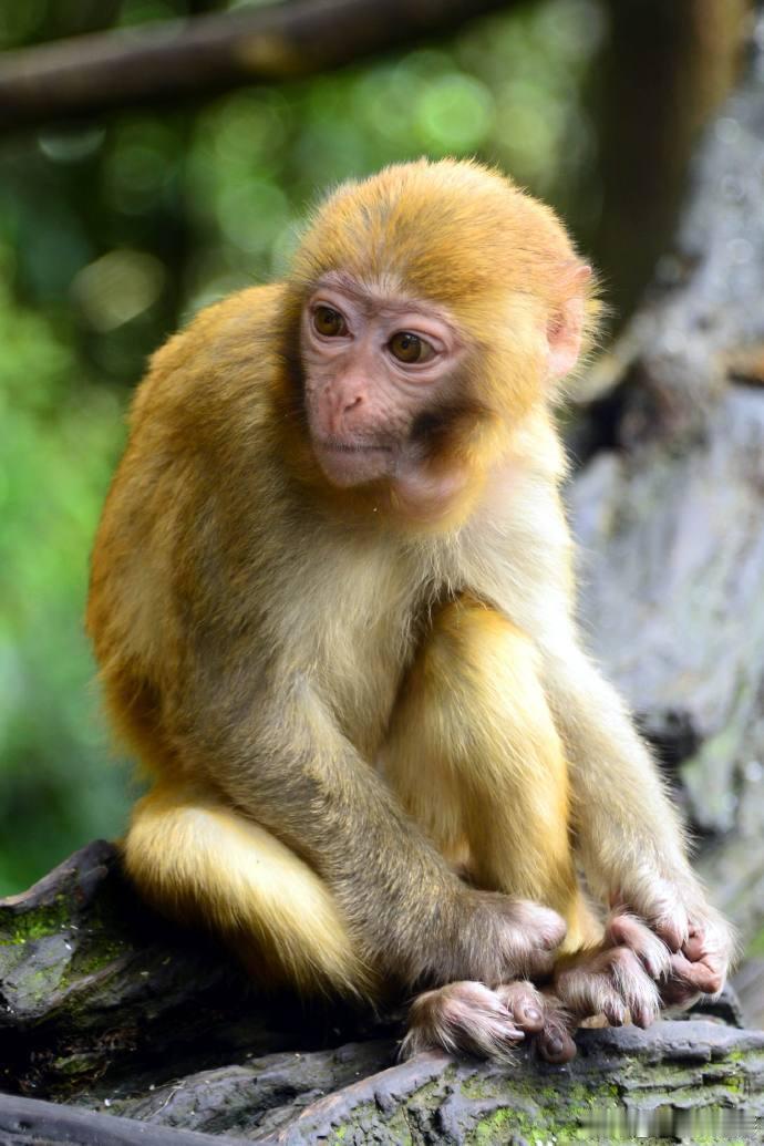 云南 犀牛坪景区 活泼可爱的猴子。云南旅行