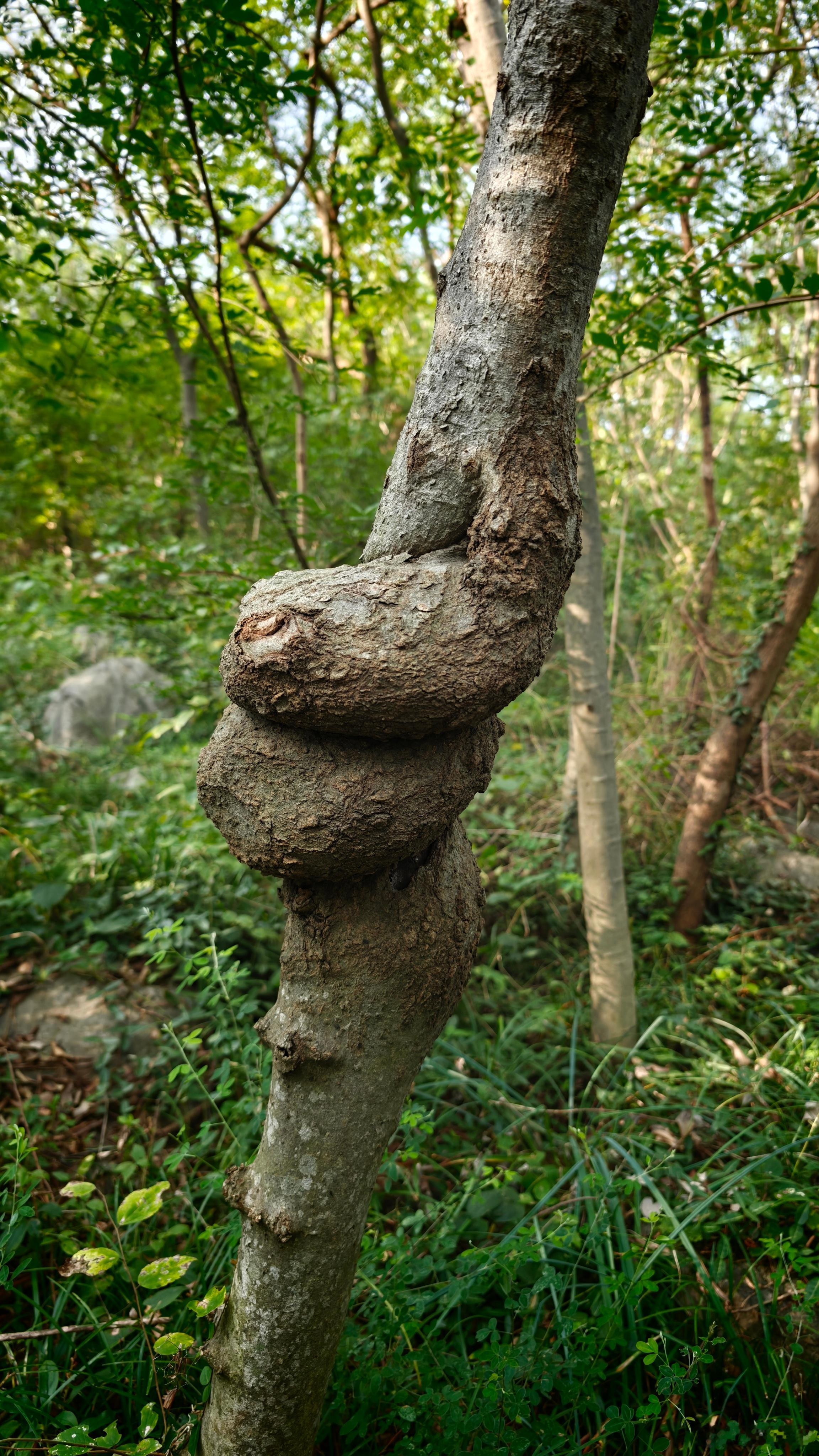 所谓生长，有时并非笔直向上，而是在无数次与风的对抗中，把自己扭成一件独一无二的艺