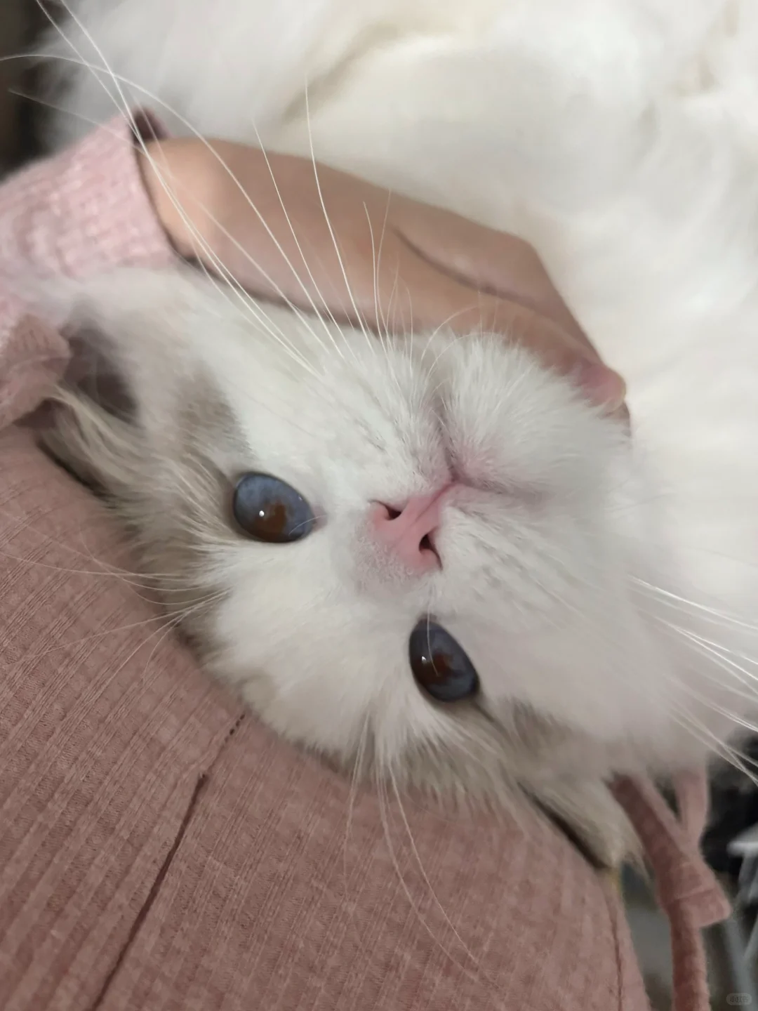 我的厕所搭子