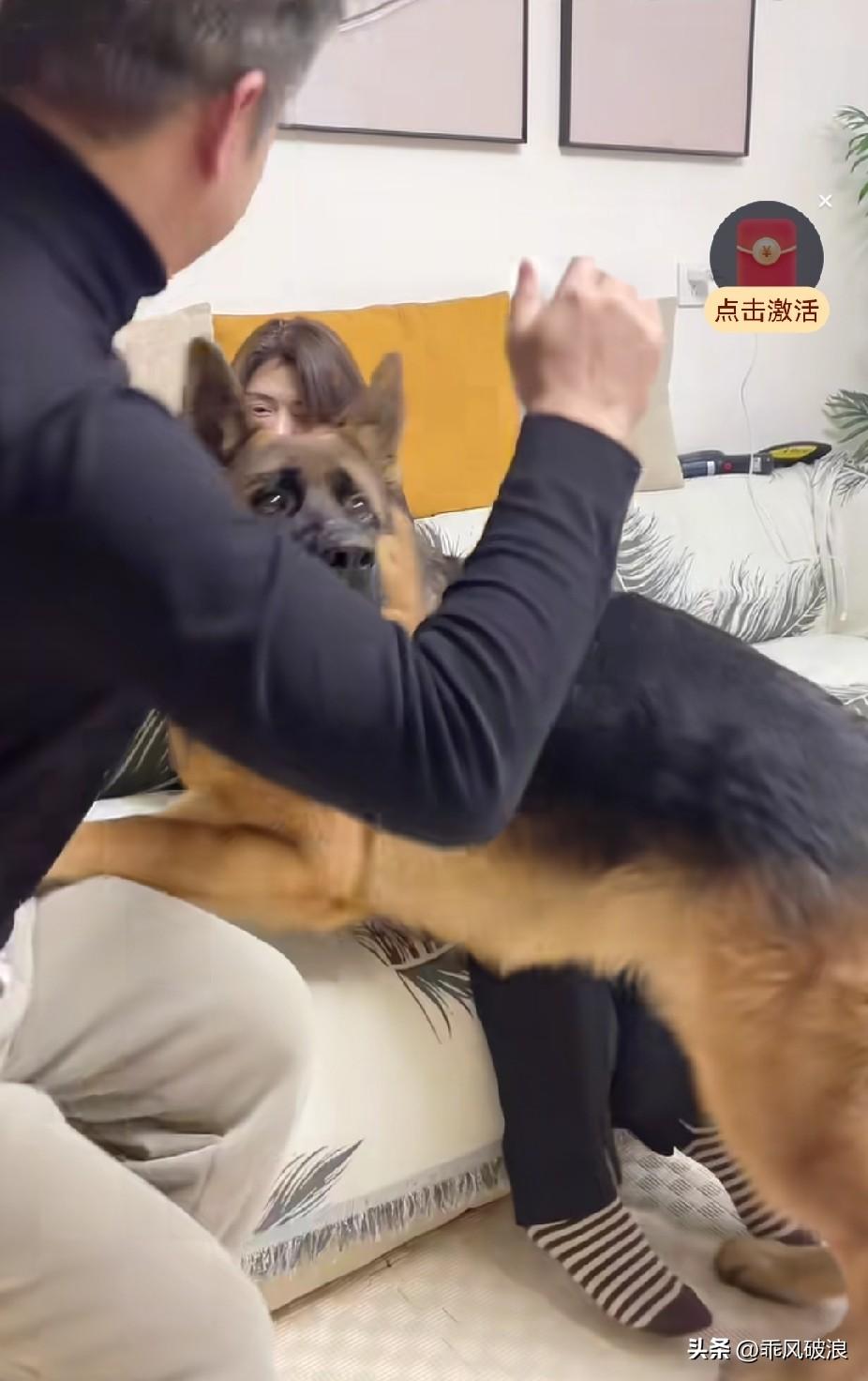 一对夫妻测试德牧更偏向谁，便假装打架。没想到德牧偏向妻子，当丈夫佯装要打妻子时，