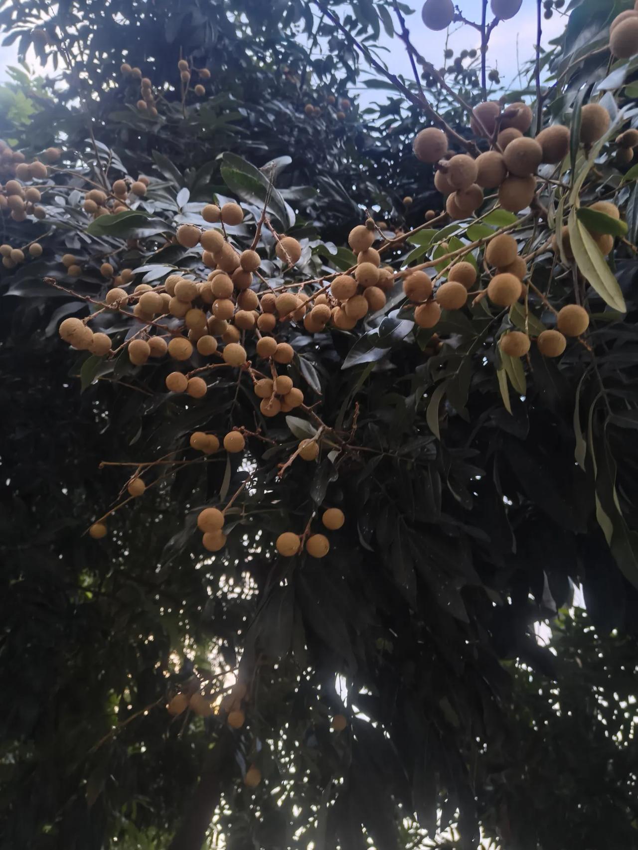广东茂名的荔枝甜了全国人民，却苦了茂名的所有果农，现在马上要迎来第二波龙眼，今年