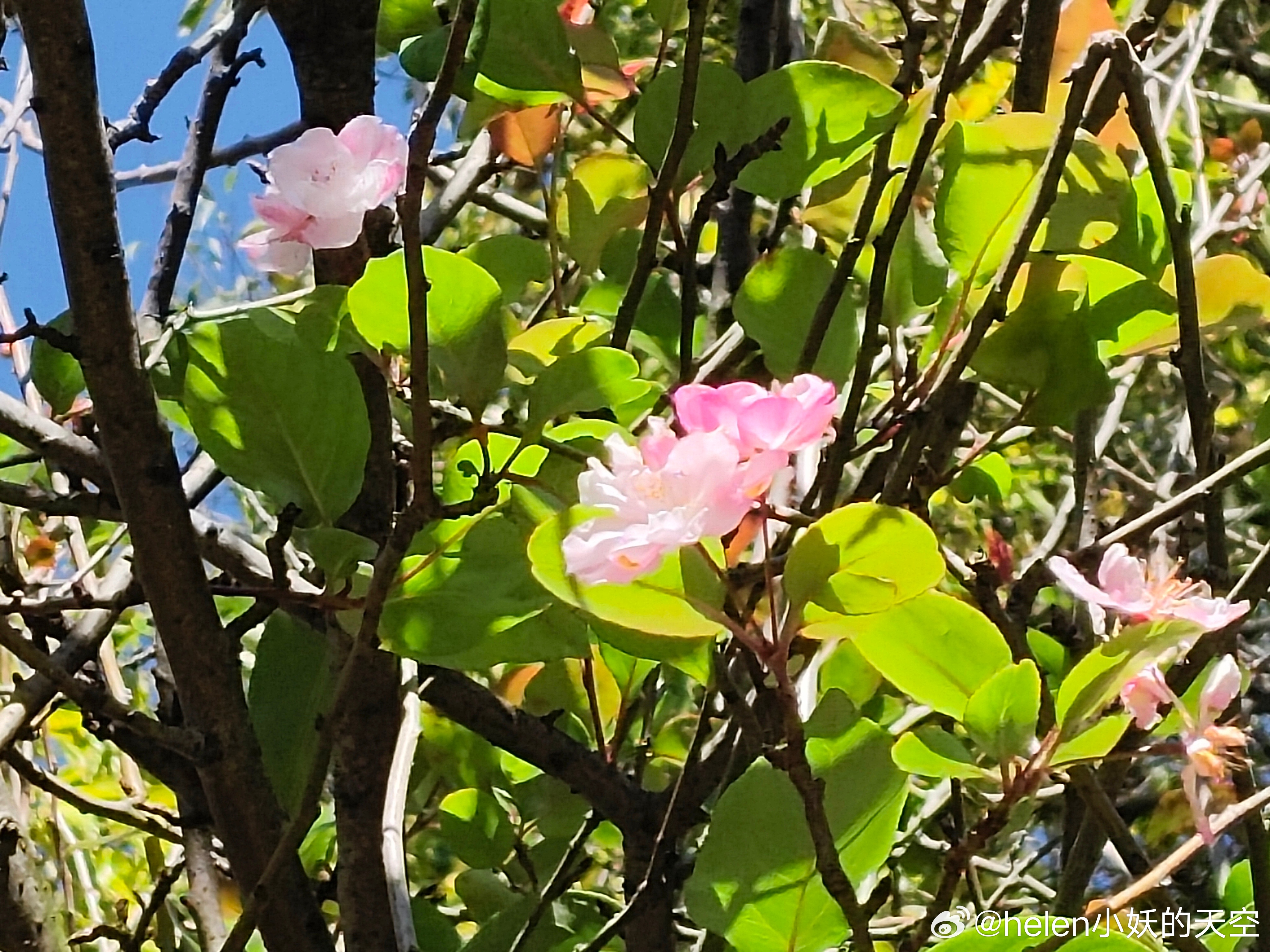 昆明[超话] 果然是“天气常如二三月，花枝不断四时春”，这个季节大观楼的海棠既然