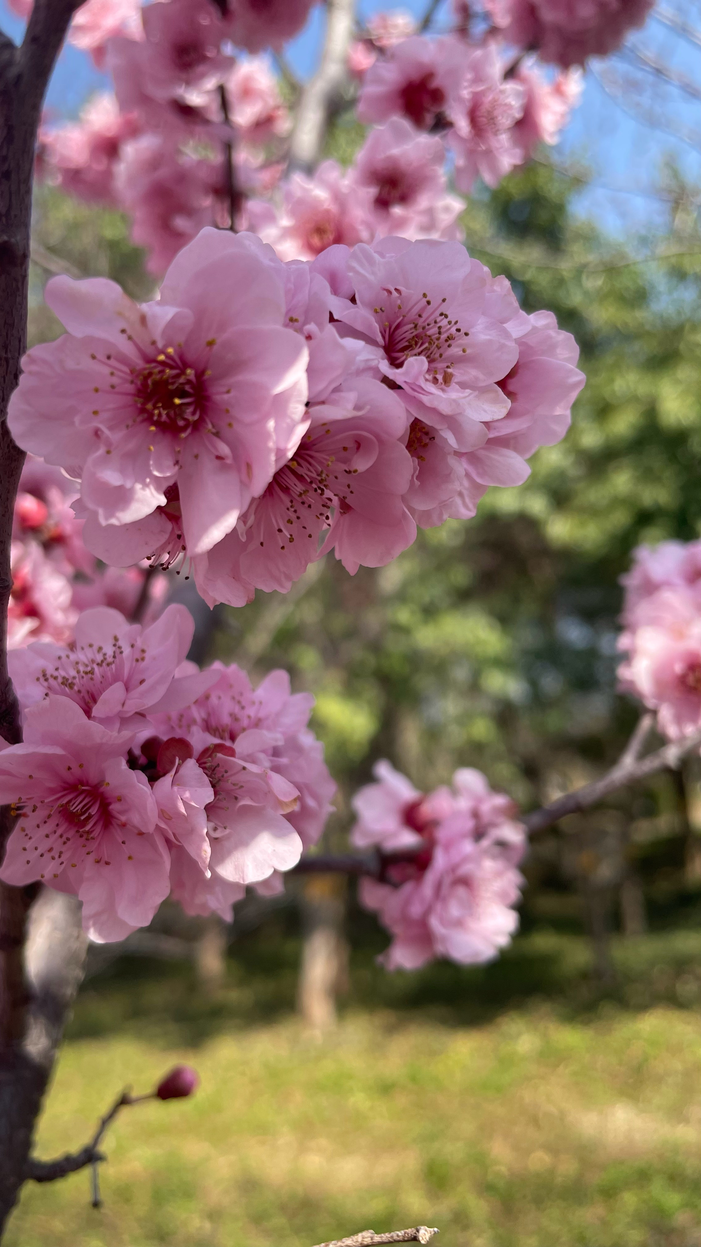 春风有信 花开有期 