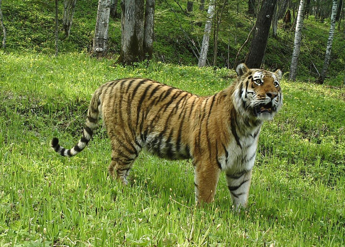 在东北虎豹国家公园，预警相机成为捕捉东北虎家庭影像的“利器”。它升级了触发式红外