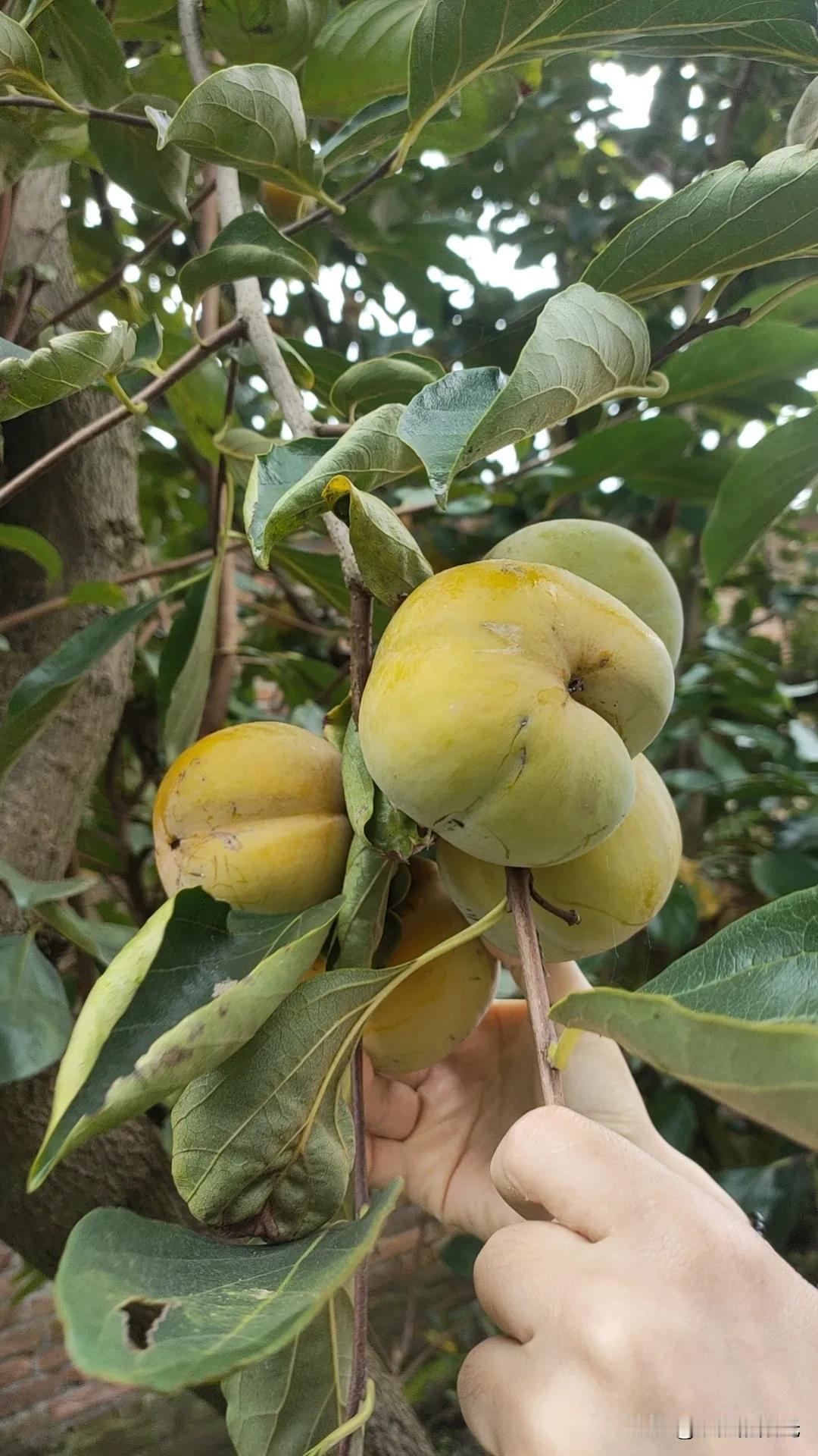老家屋后的柿子树今年又是结的满满的

可谓是硕果累累

想到每年深秋的时候叶子掉