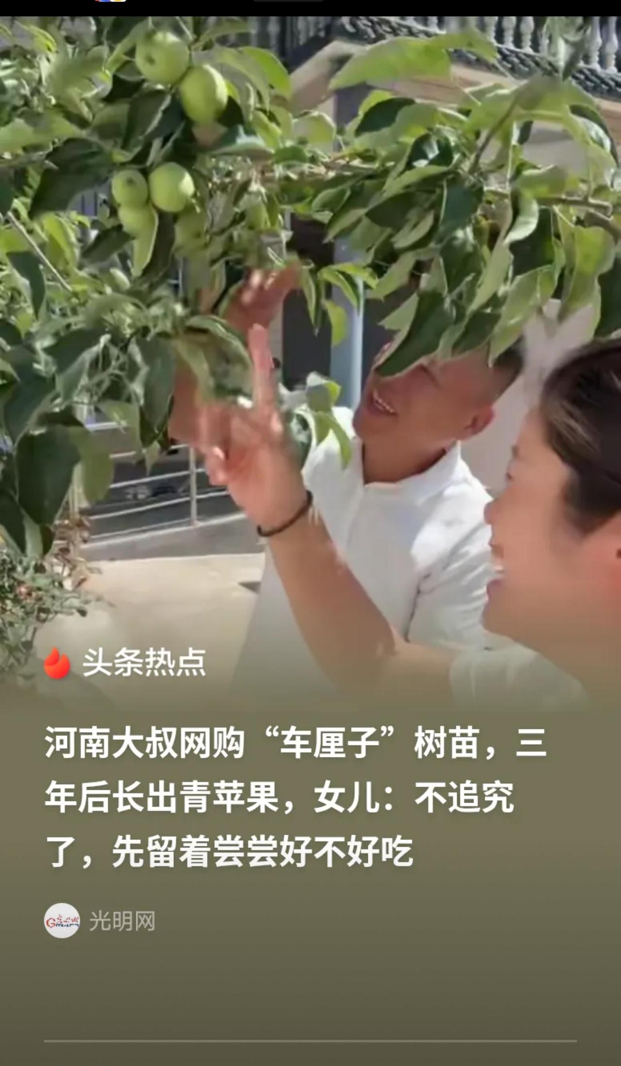 气笑了！”河南，女子父亲3年前在网上买了3棵车厘子树苗，2026年结果了，女子笑