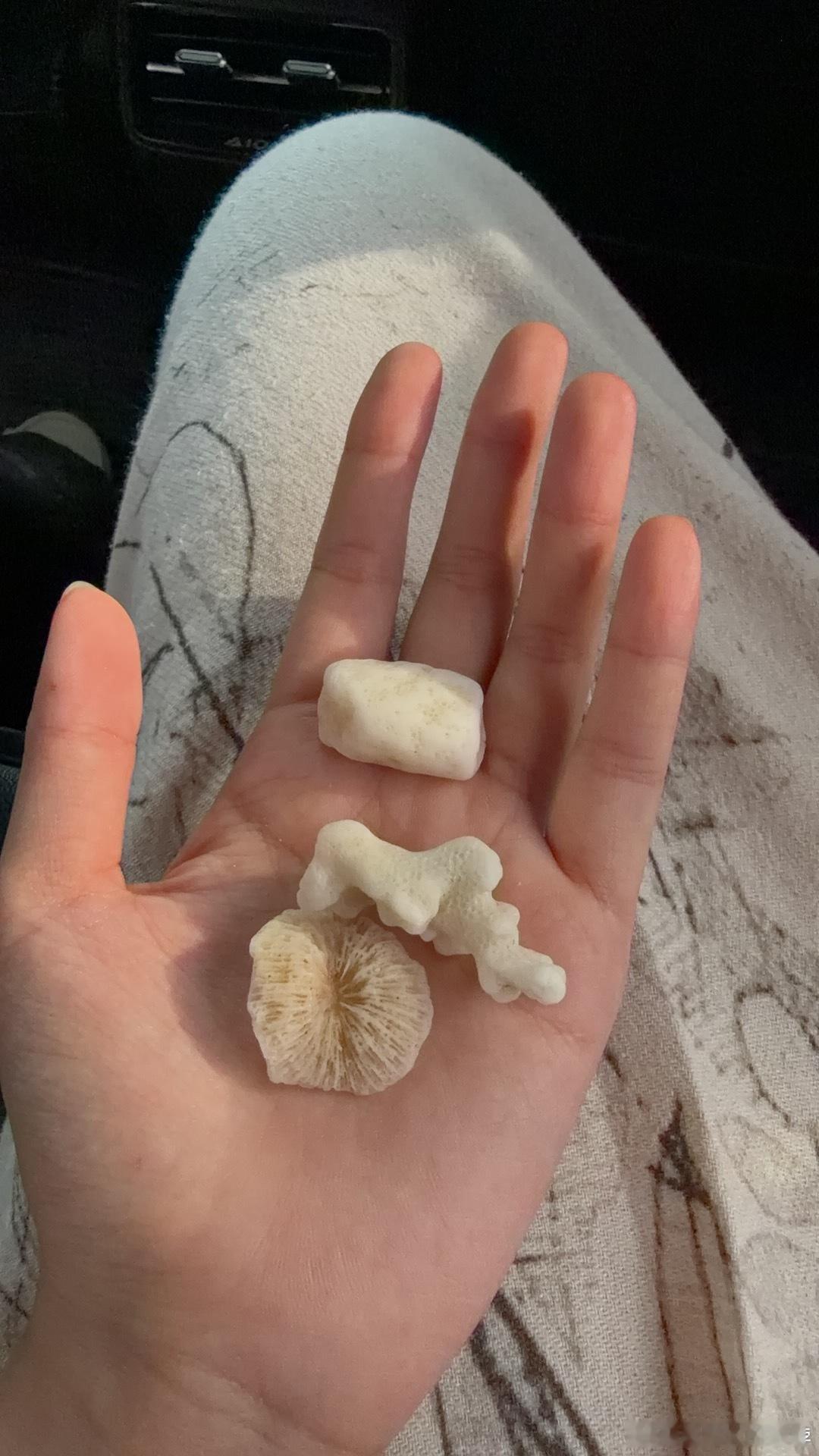 海南小珊瑚
