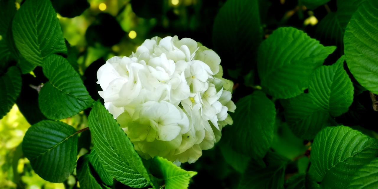 分享一下你拍的花朵好多人叫她绣球，木本绣球，因其形，赋其名。其实，她不叫绣球，叫