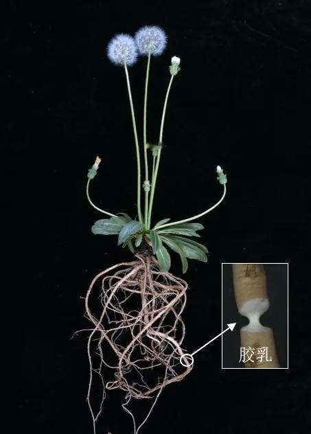 【别小看了这根草！】目前，全球橡胶产业的核心供给高度绑定于一种热带植物——橡胶树