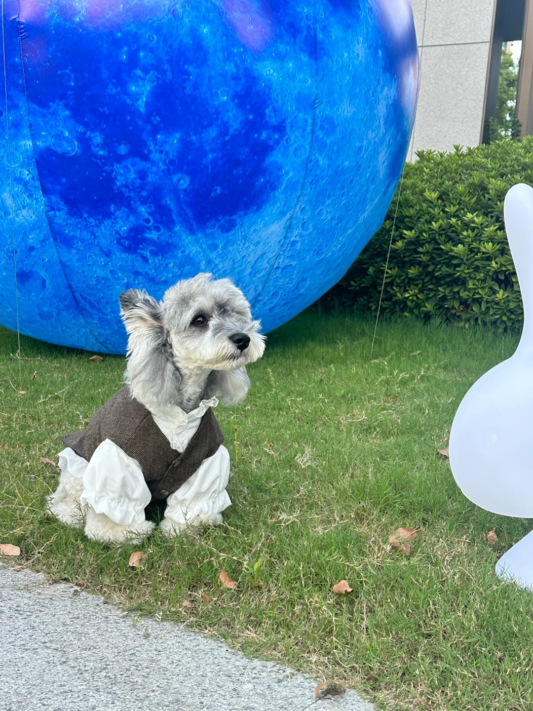今天来陪小月兔🐰