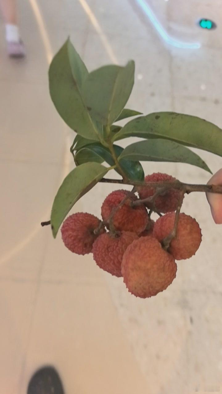 自带一束荔枝。 