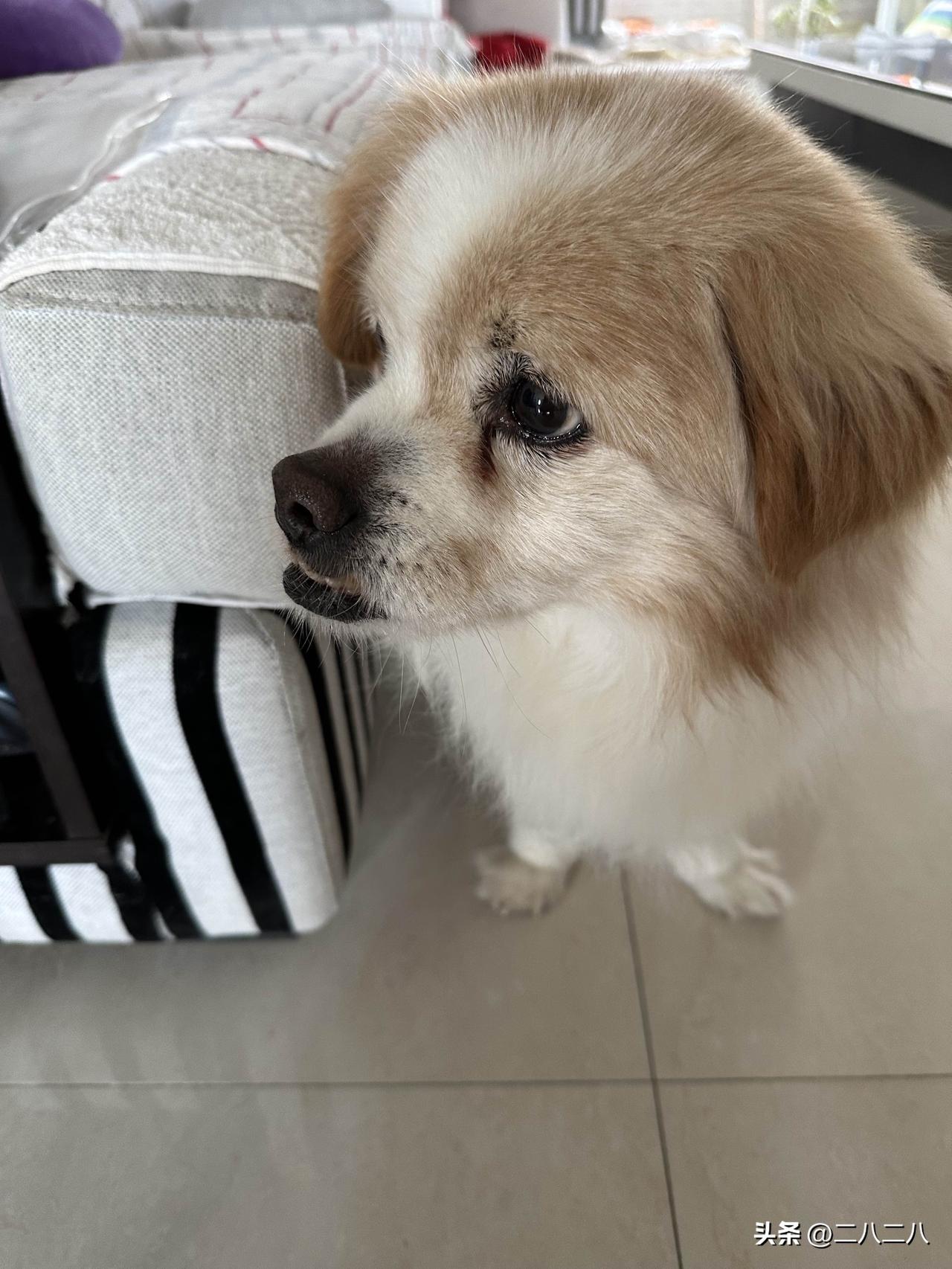 我家狗狗18岁啦，昨天呕吐。

昨天下班回到家，发现狗狗吐了，地上一摊黄渍，狗狗