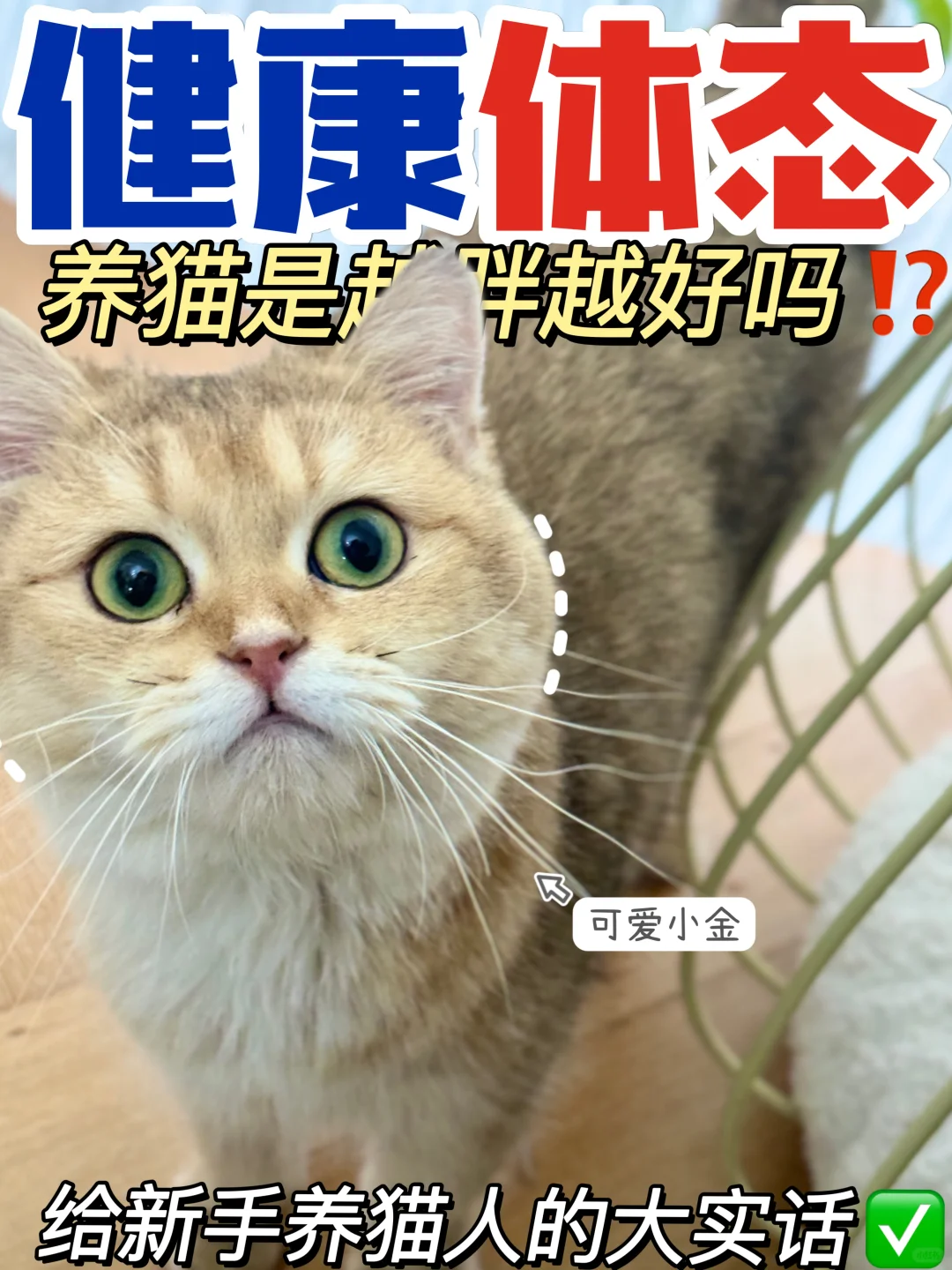 新手养猫第一步| 保持健康体态预防过度肥胖