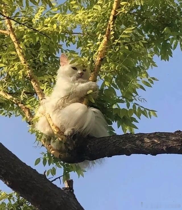 猫宁 