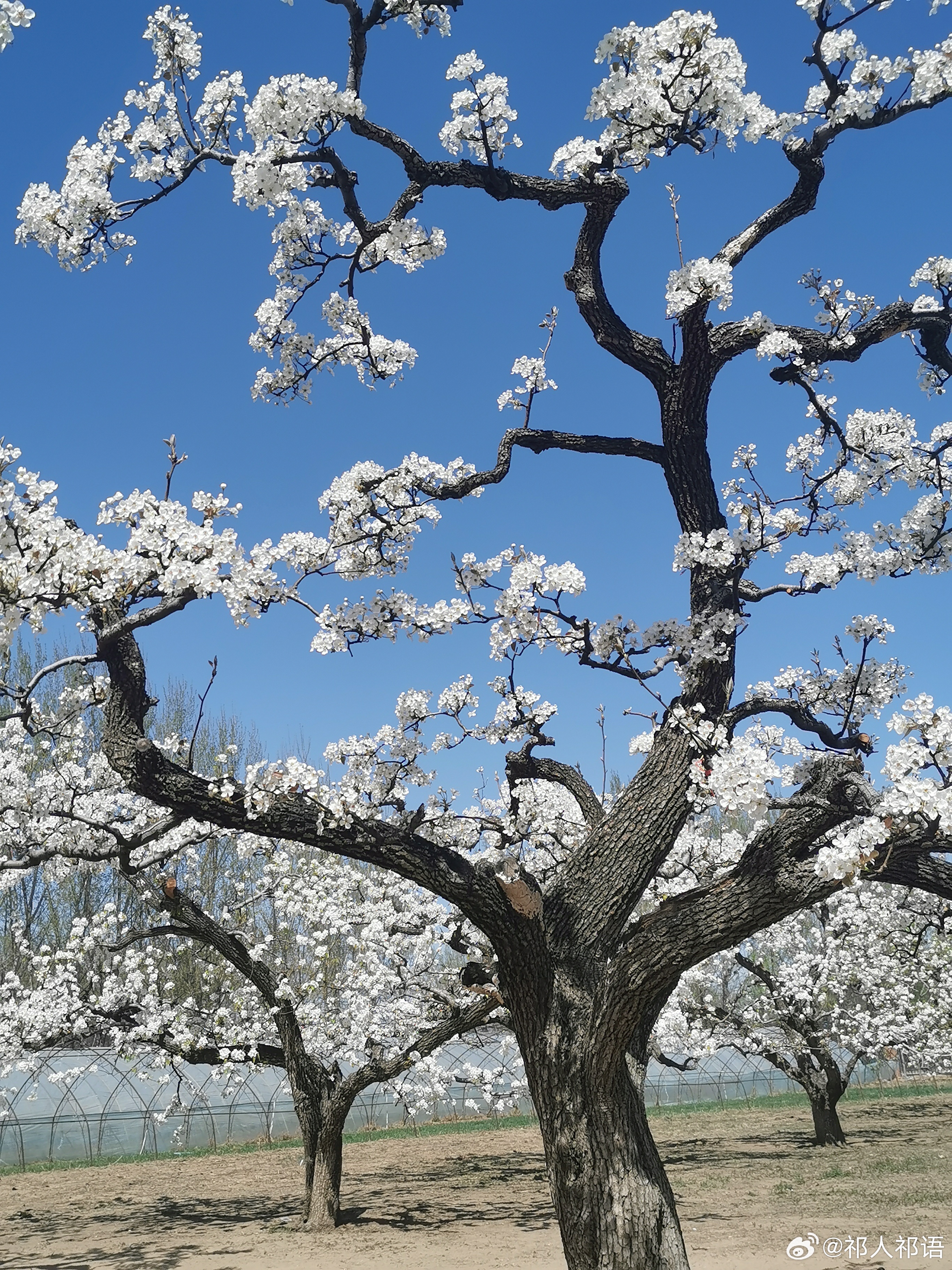 北京大兴区庞各庄镇，有一片万亩梨园。其中有明代的古树，皇封金把黄。在此之前，没有