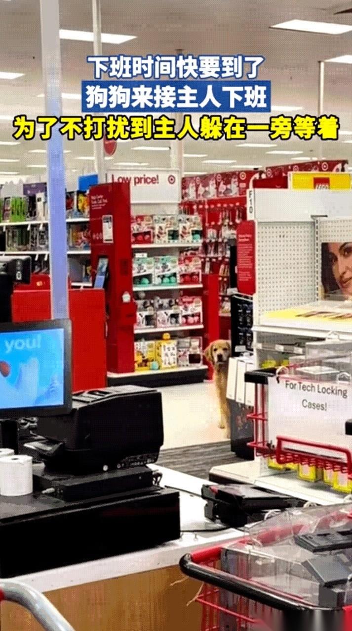 刷到一个视频，直接给我干沉默了。
一只狗，自己跑到超市，不叫不闹，就找个角落安安
