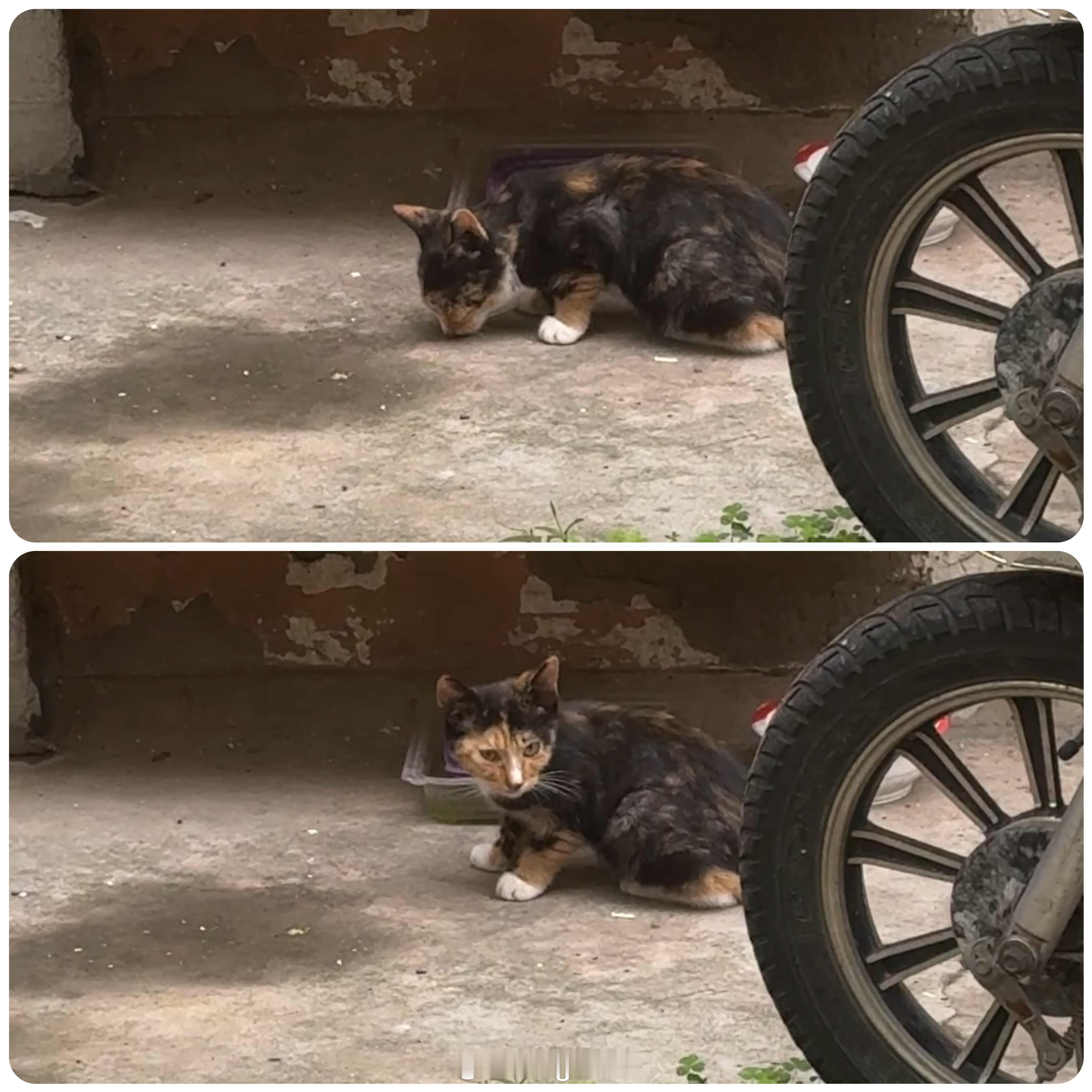周三愉快(≧ｗ≦)早上好呀小花猫在附近已经在吃饭了旁边小白猫有点呆呆的大长毛走到