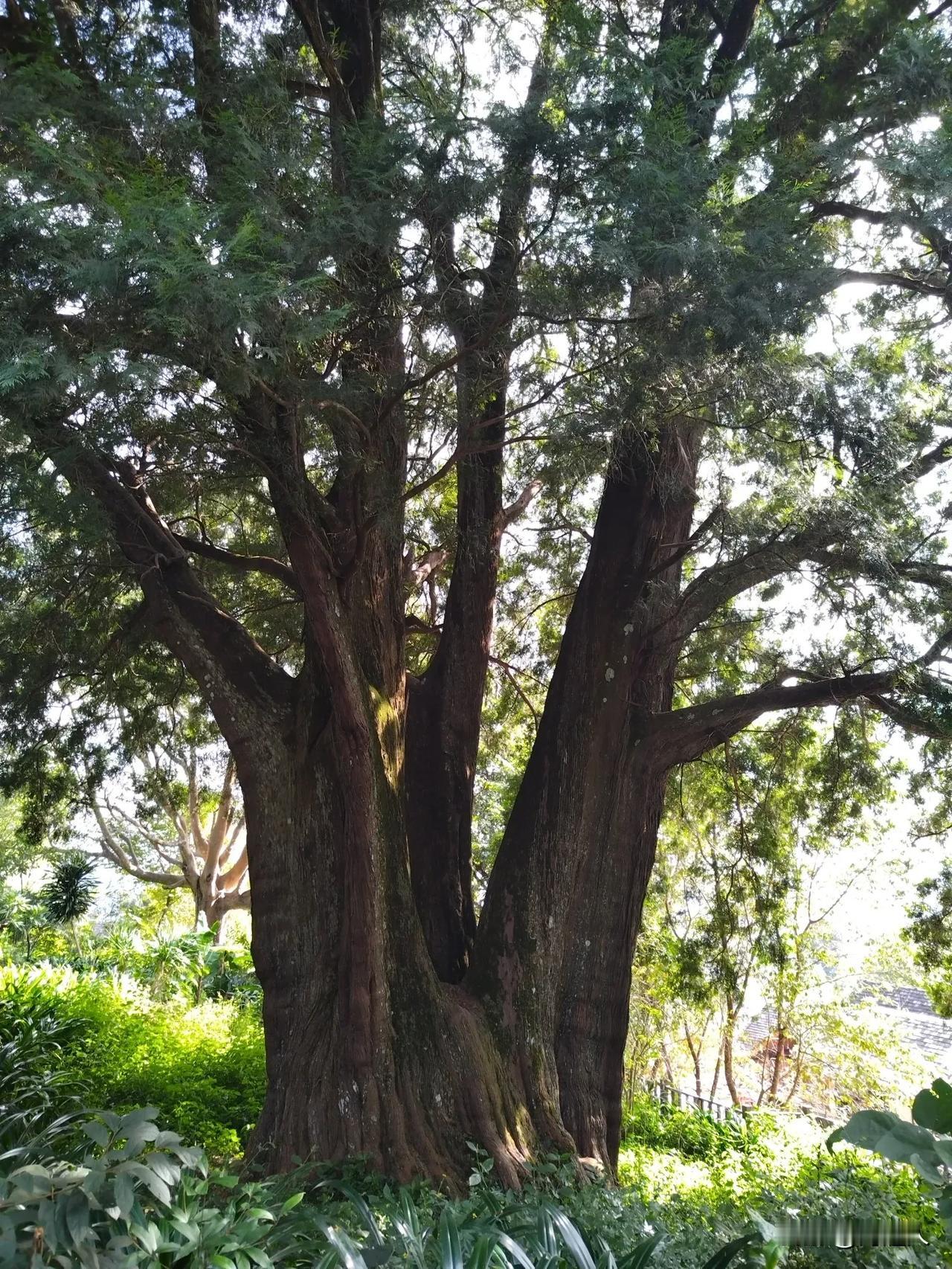 2580年的古松，你见过吗？