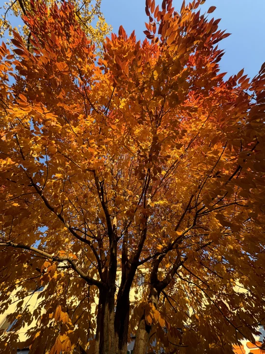 10.31中关村南大街实况，网红公交站太美了