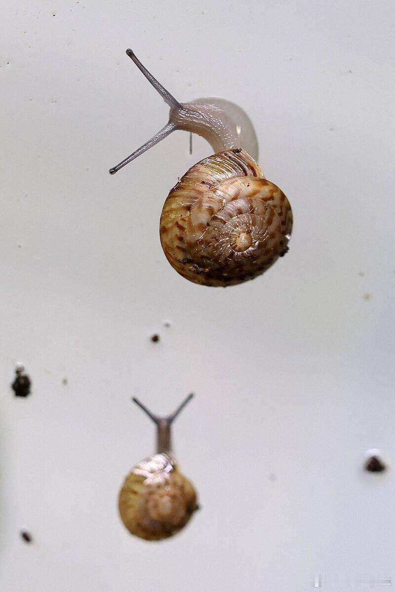 被宣布灭绝的蜗牛重返地球海外新鲜事 曾被认为早已从地球消失的“大百慕达陆蜗”，在