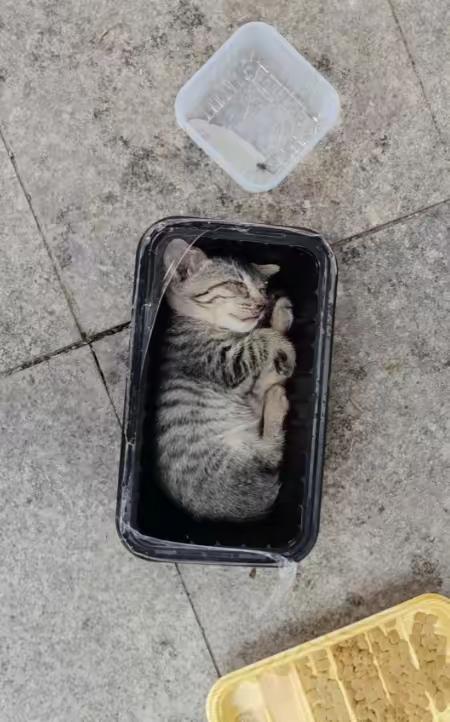 和妈妈走散的这只小猫，当时已经做好了等死的准备，被朋友偶然发现的时候，它就蜷在一