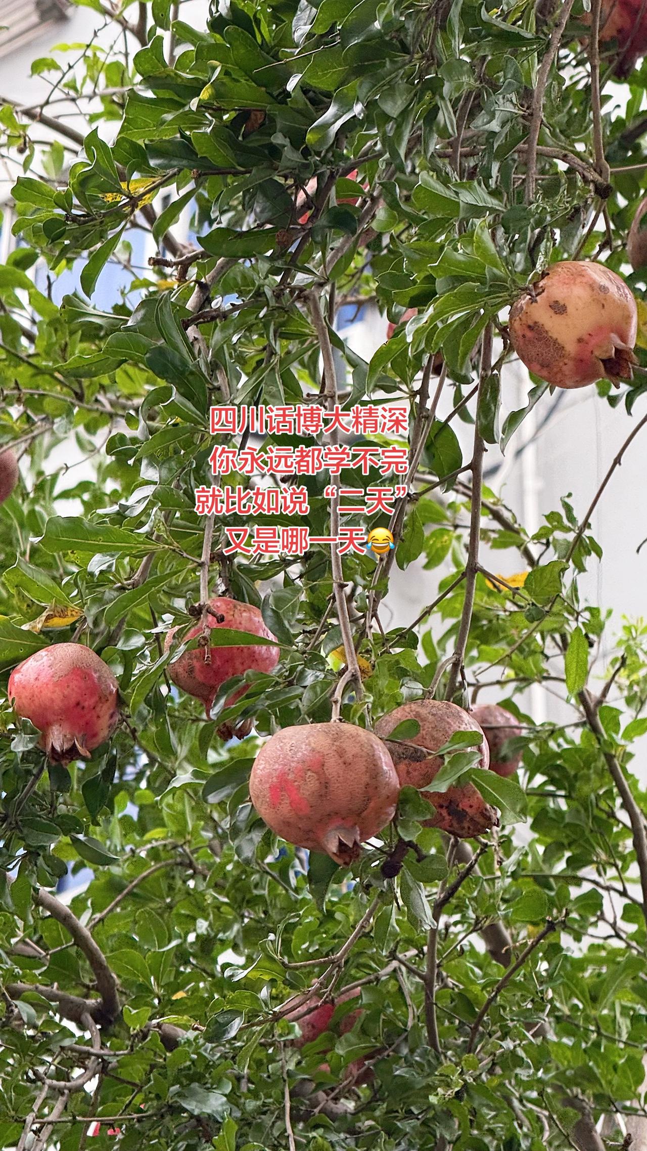 四川话博大精深
你永远都学不完
就比如说“二天”
又是哪一天😂