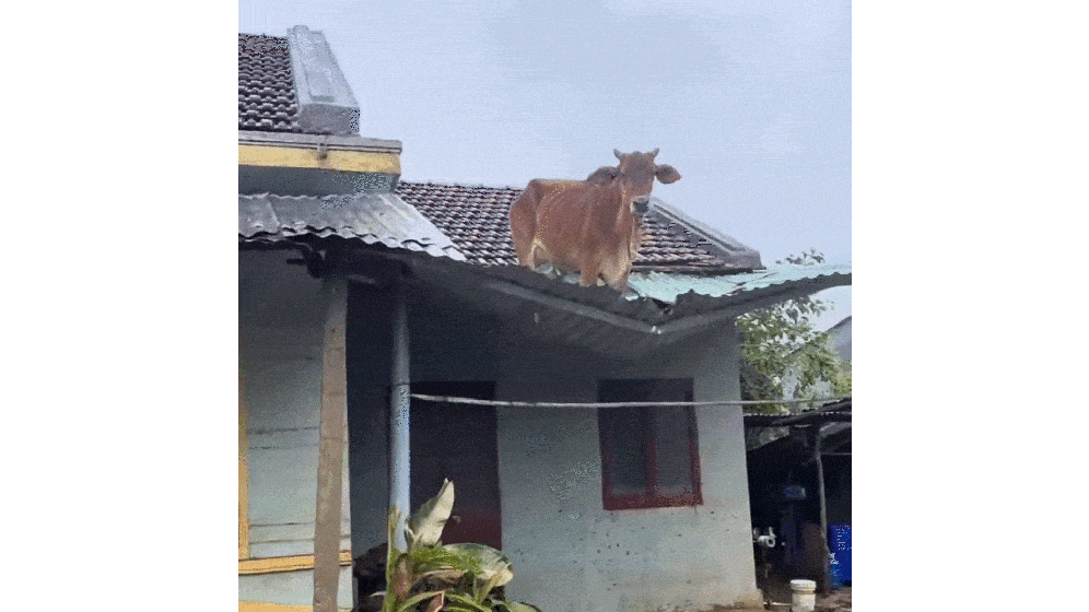 农户家中突然掉下来一
就像1967年M国那起神秘的马被屠宰事件，知道是谁干的，