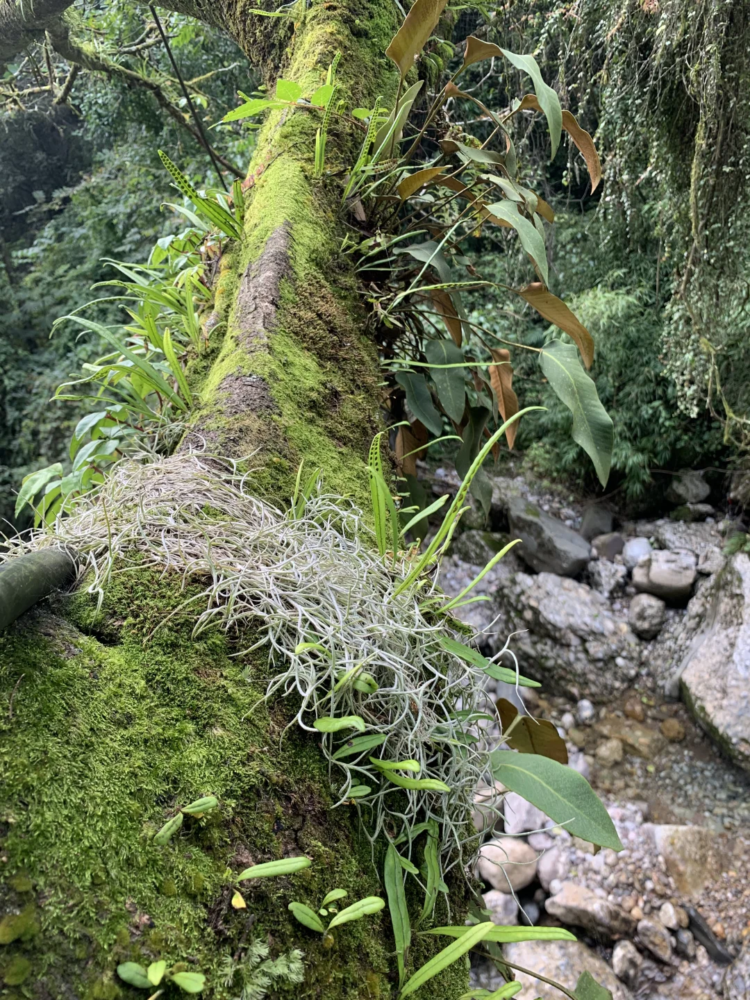 青城山一个不起眼的角落，植物人都看在眼里