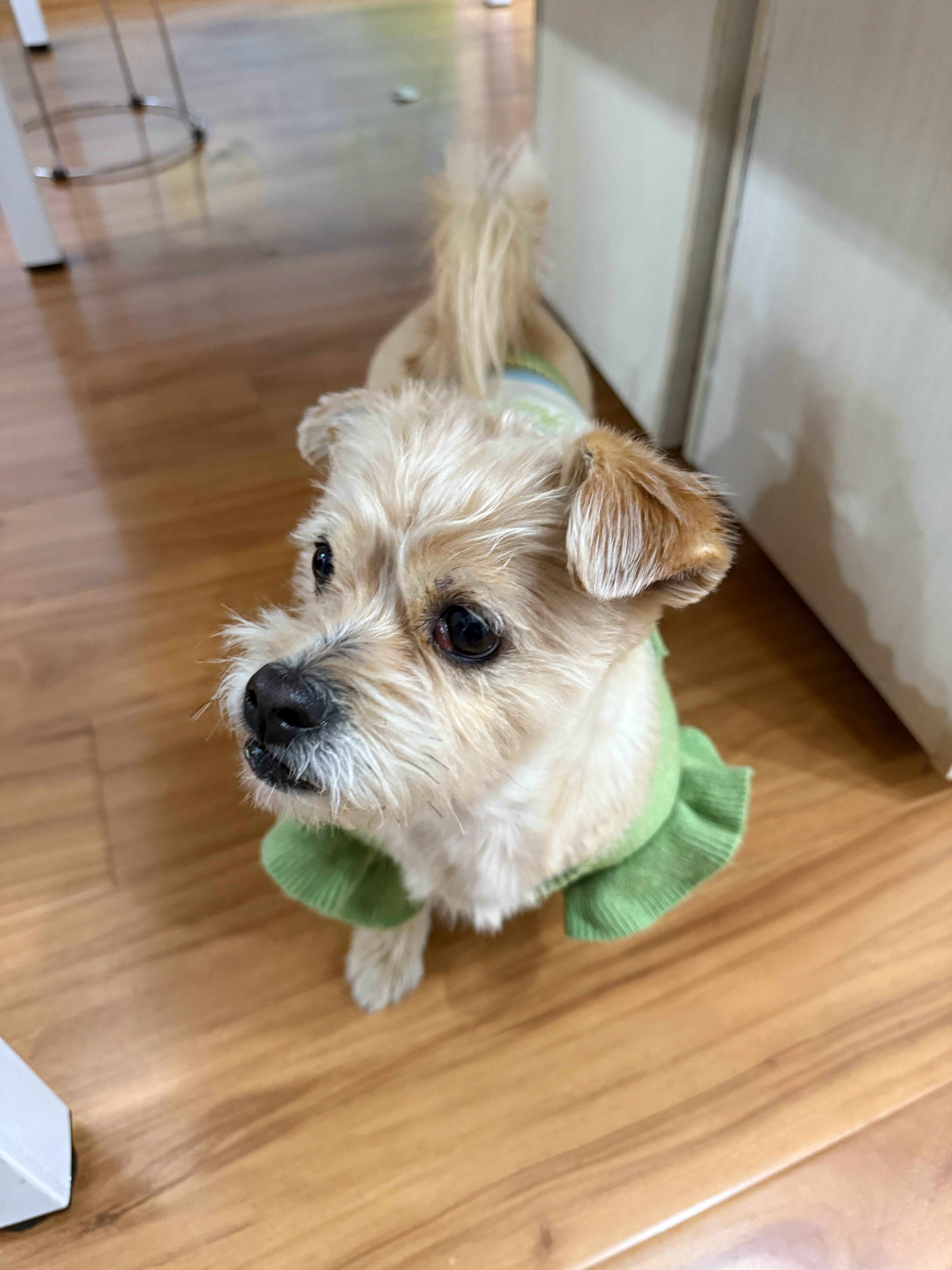 随机👏一只狗让它觉得莫名其妙 