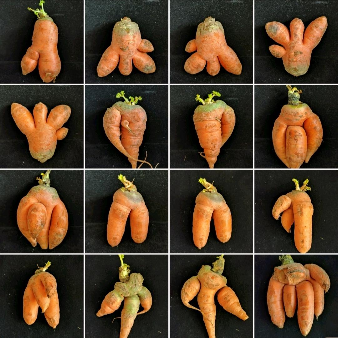 你知道胡萝卜为什么会长3条腿吗？

前些天从菜市场买了点一块钱1斤的胡萝卜。
