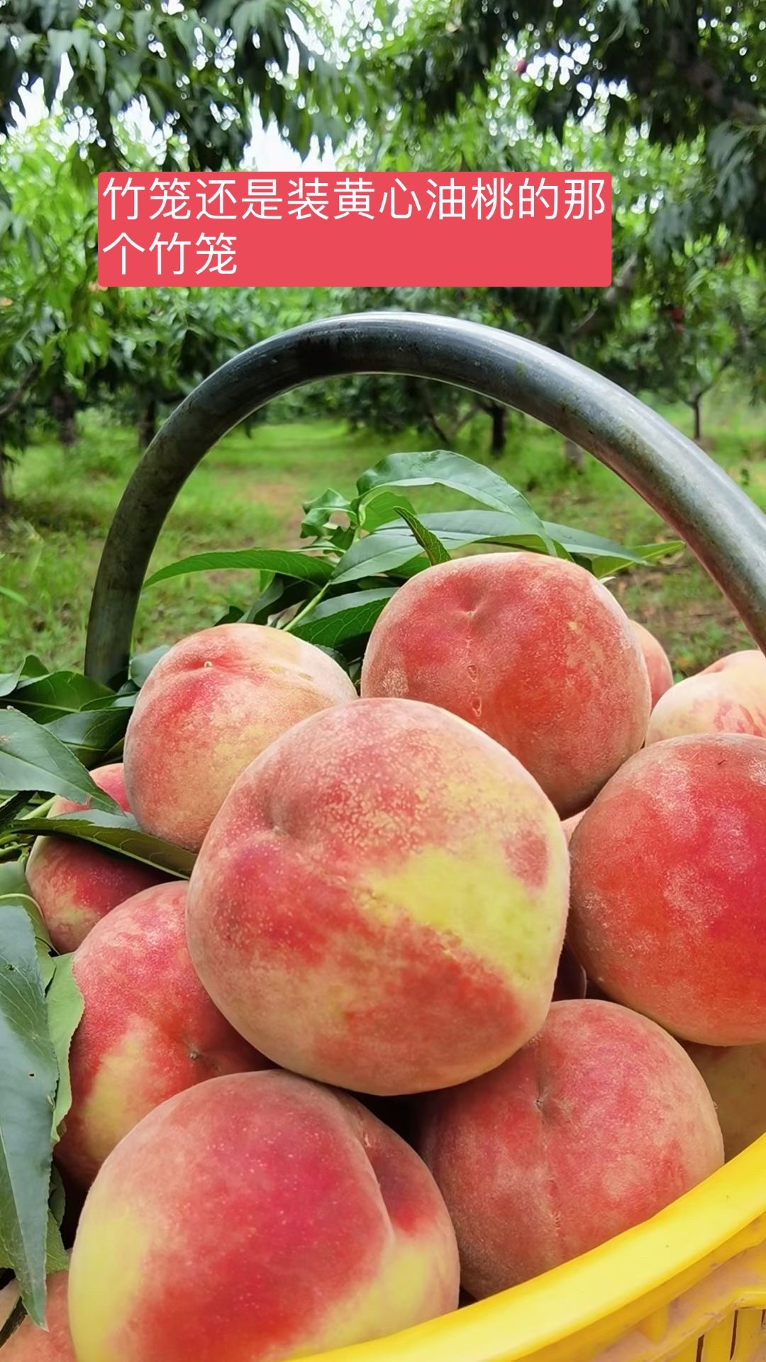 每年一回的被童妈胁迫给他弟媳家卖🍑[嘻嘻]。之前的黄心油桃发了一次就直接秒光了