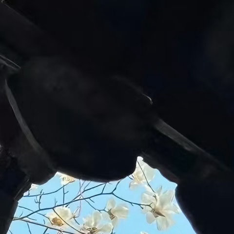 每日一善  阳光信用昨天再好，走不回去，明天再难，也要抬脚继续，你不勇敢，没有人