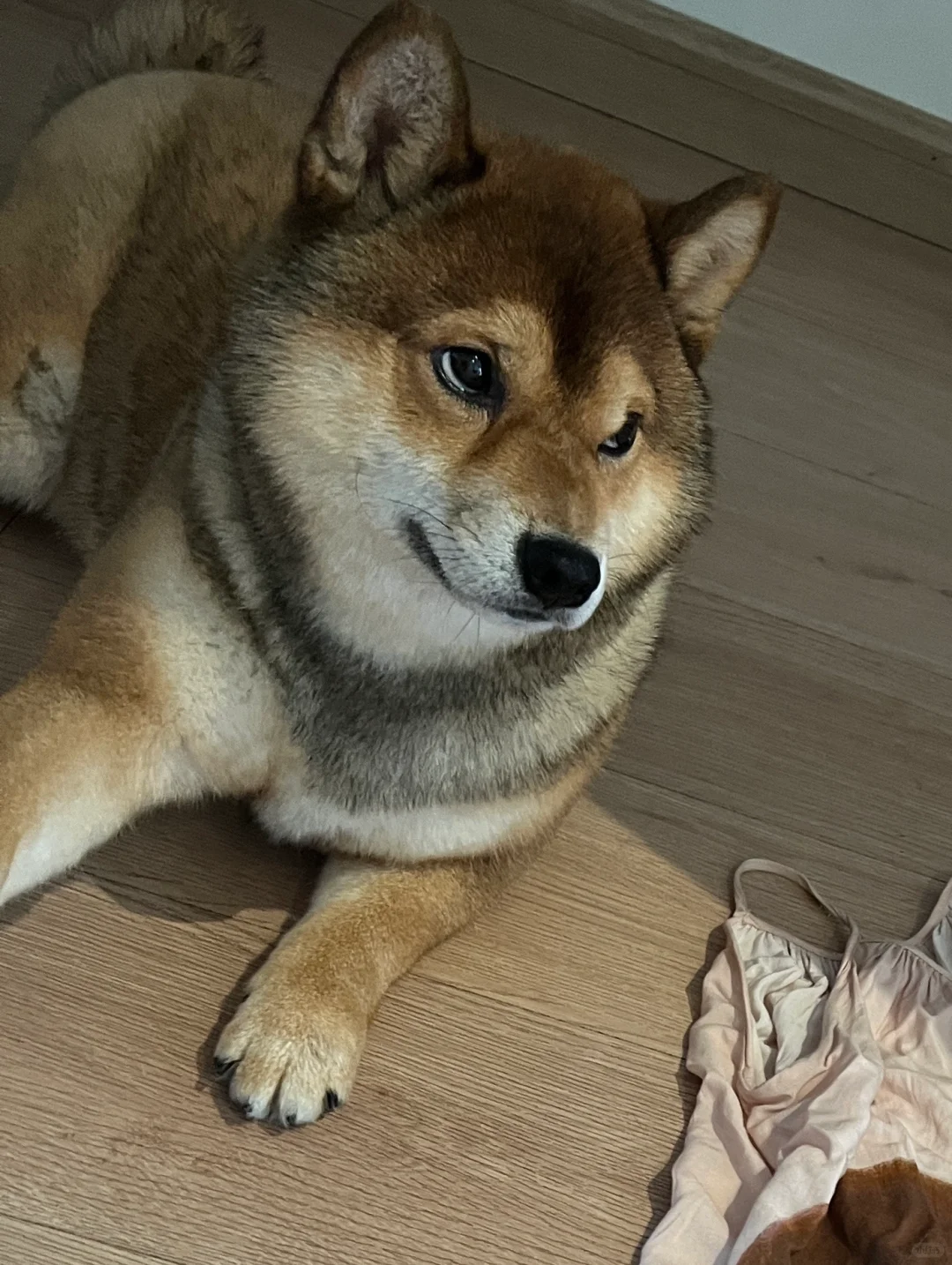 战绩可查🙂↔️