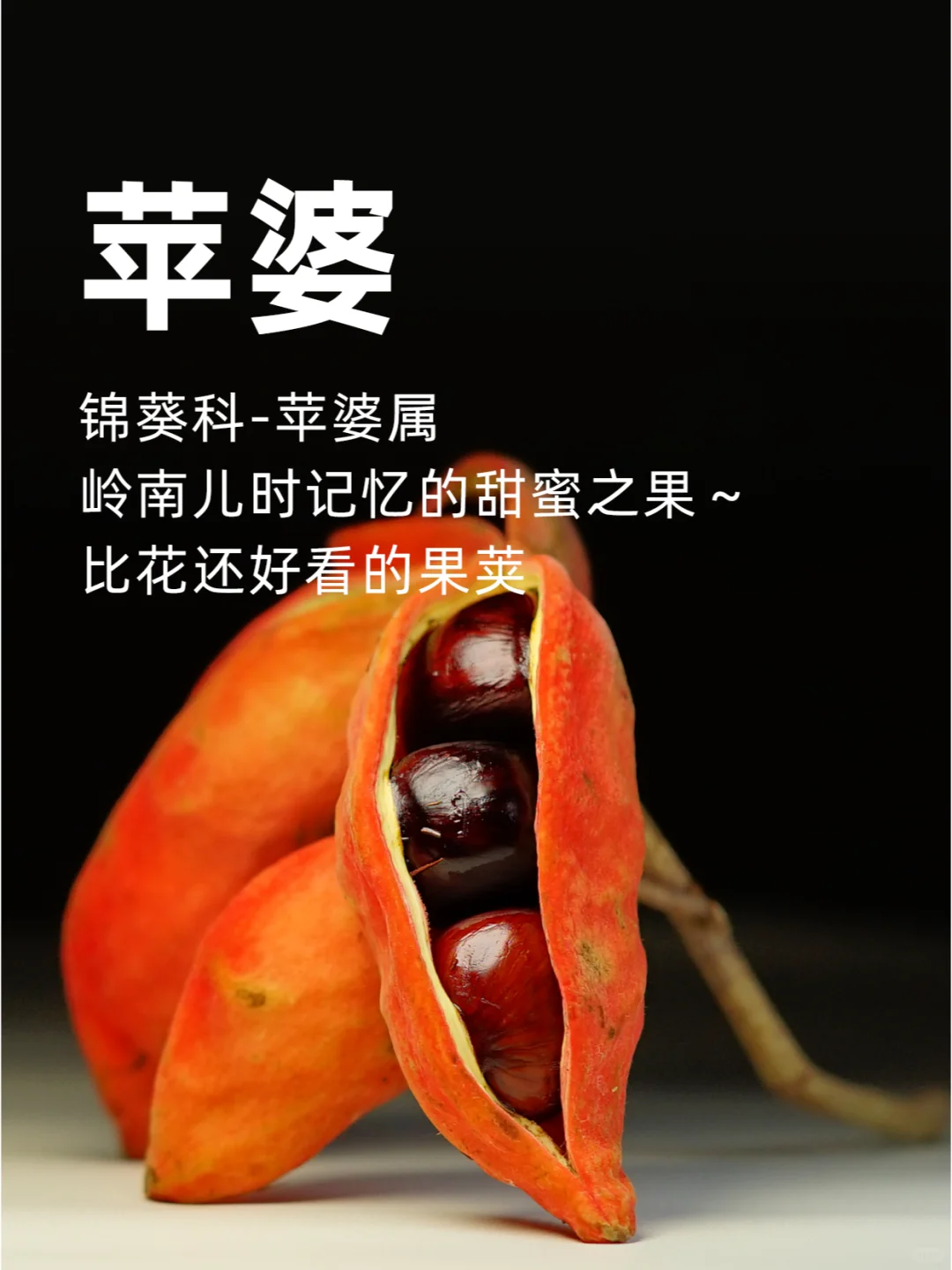 苹婆，岭南儿时记忆的甜蜜之果～