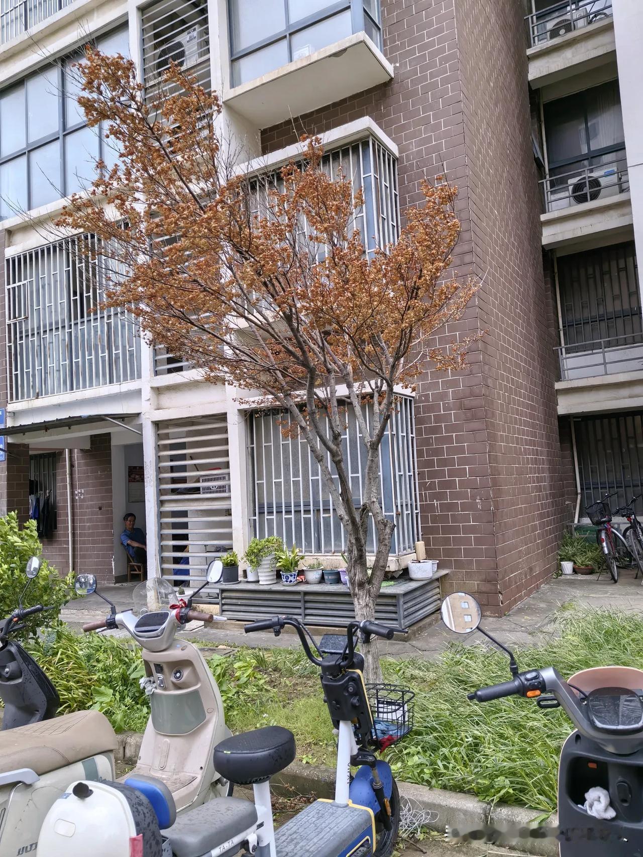 这两棵树怎么了？得癌症了吗？

小区绿化带里，这两棵树安家落户应该有十二个年头了