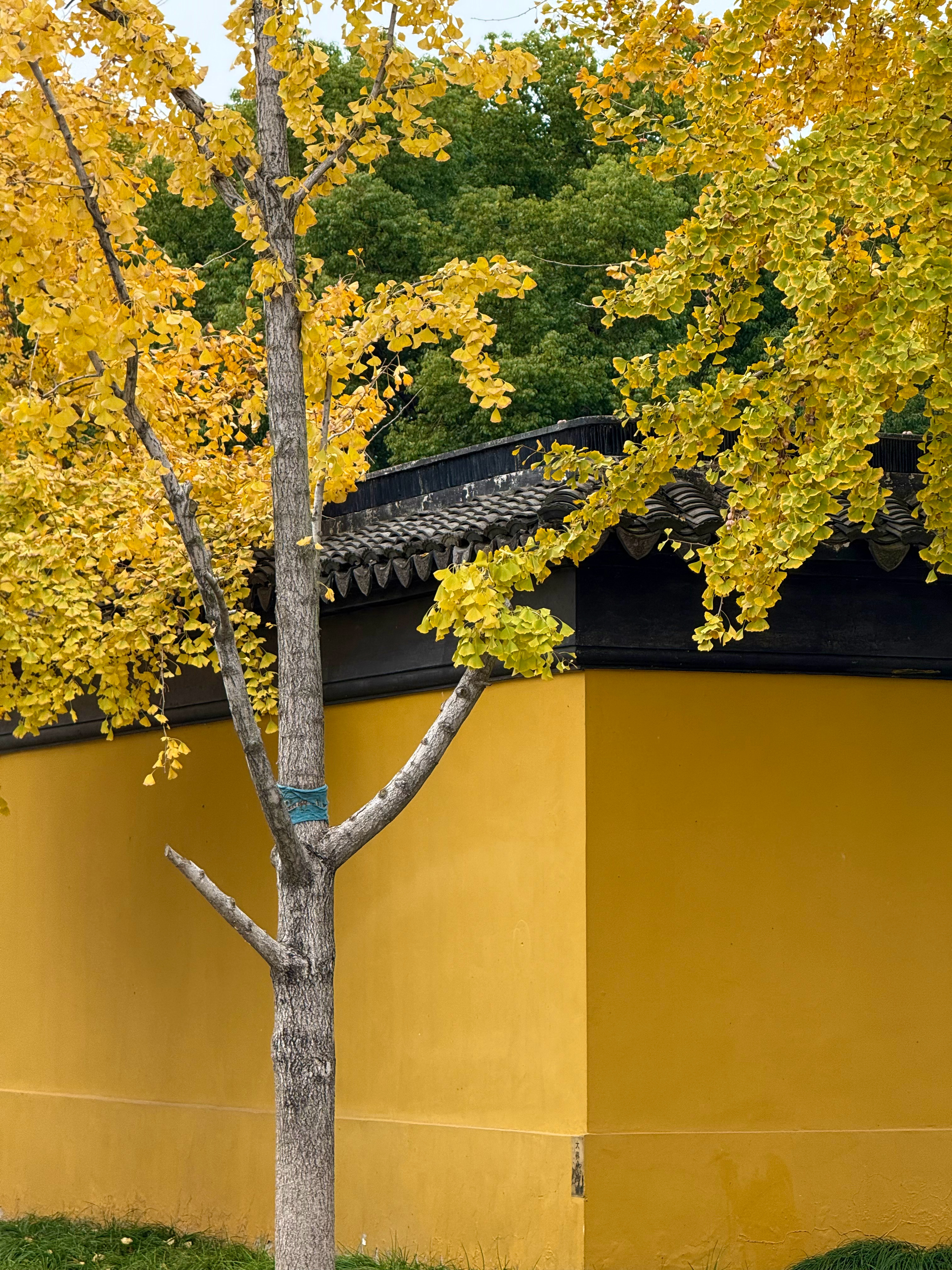 阴天☁️来西园寺👀猫🐈和鸽子🐦素面🍜也很鲜甜～[馋嘴]排生煎包的人也太多