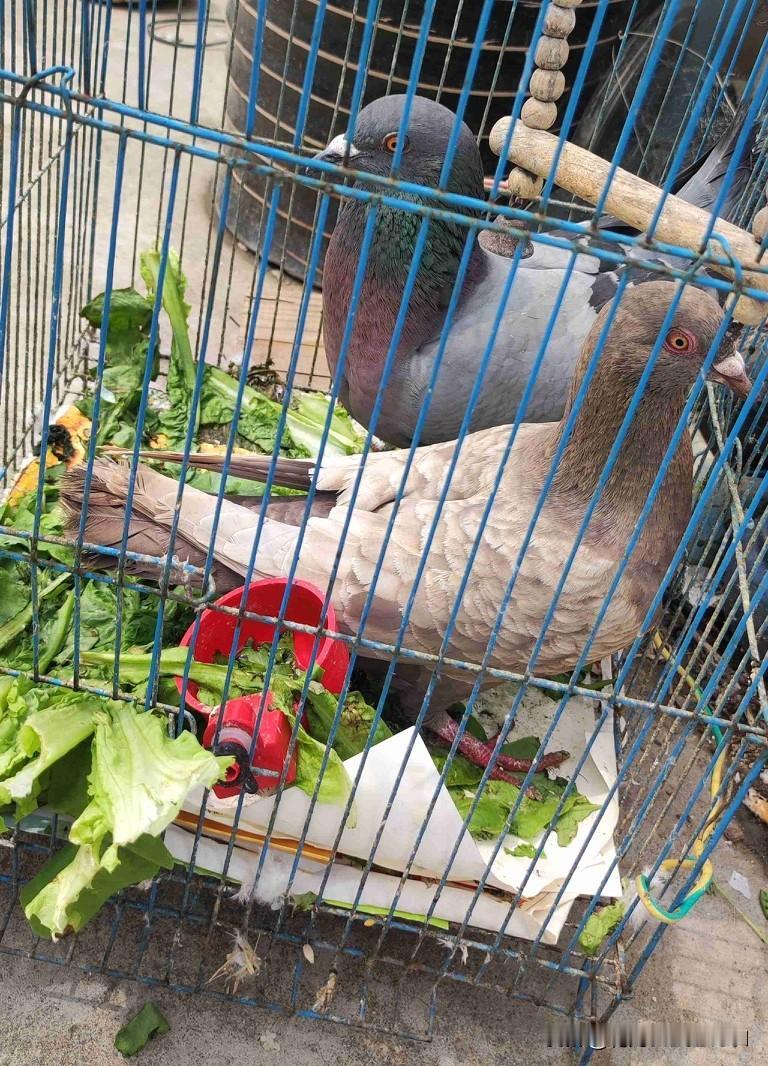 我的今日状态：😁轻松愉快
我这里的天气：🌤️多云
去挖笋 看到邻居家养了两只